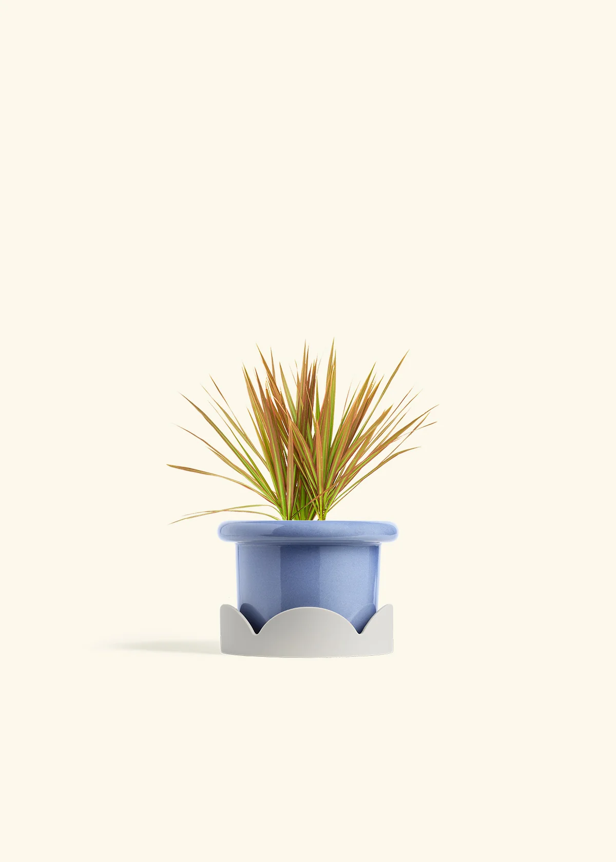 Bicolor Dragon Tree, Small - Image 10