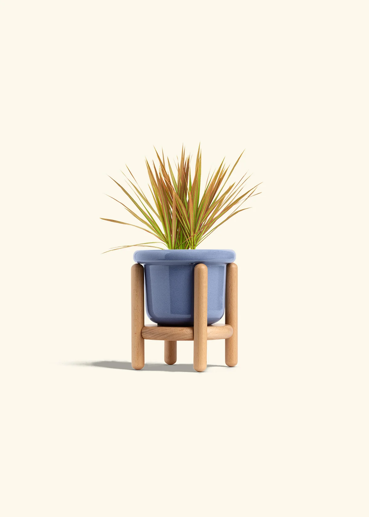 Bicolor Dragon Tree, Small - Image 11