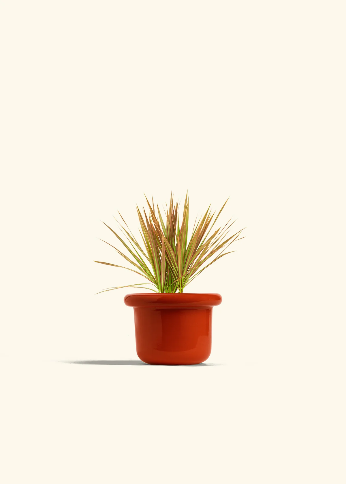 Bicolor Dragon Tree, Small - Image 12