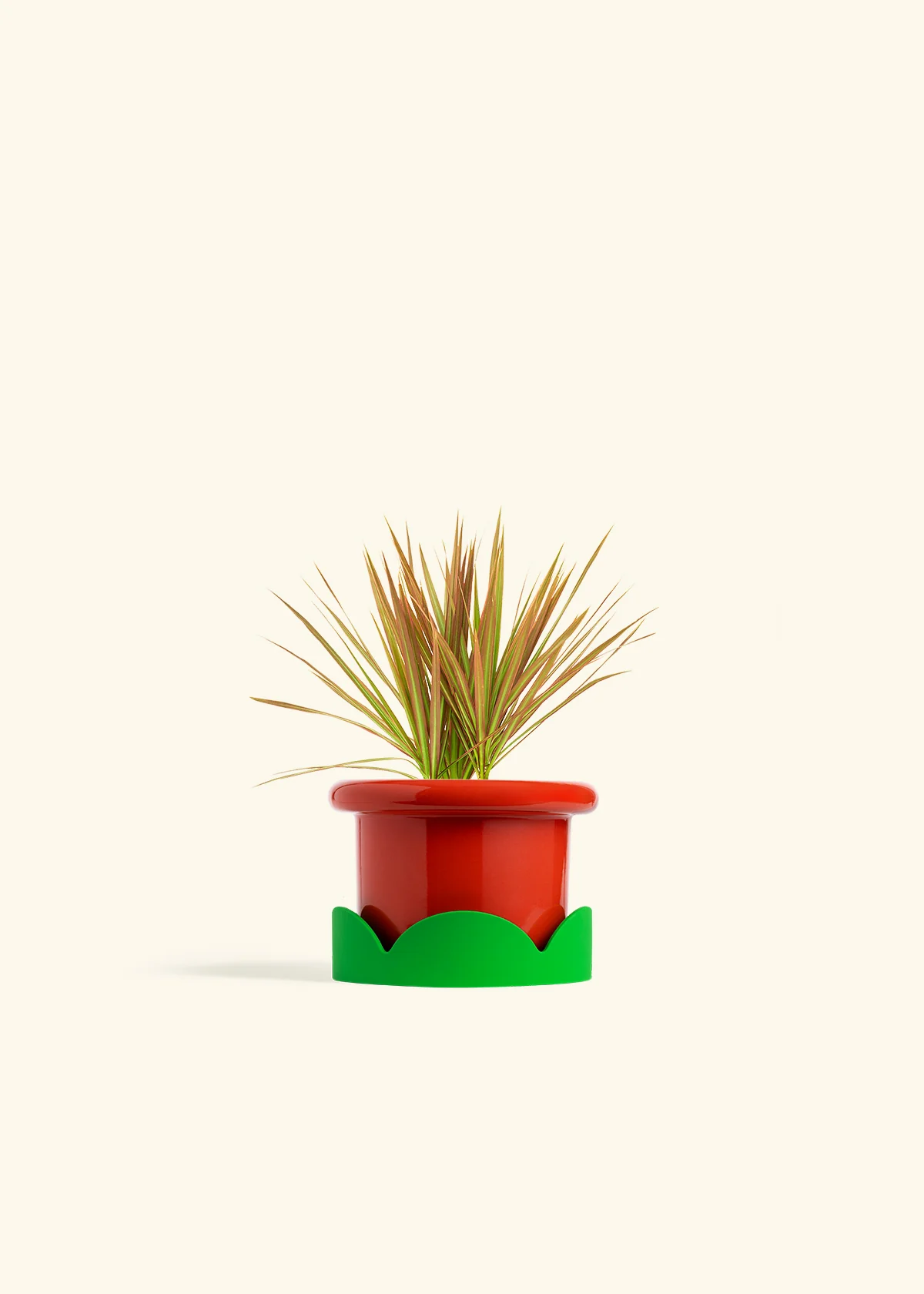 Bicolor Dragon Tree, Small - Image 13