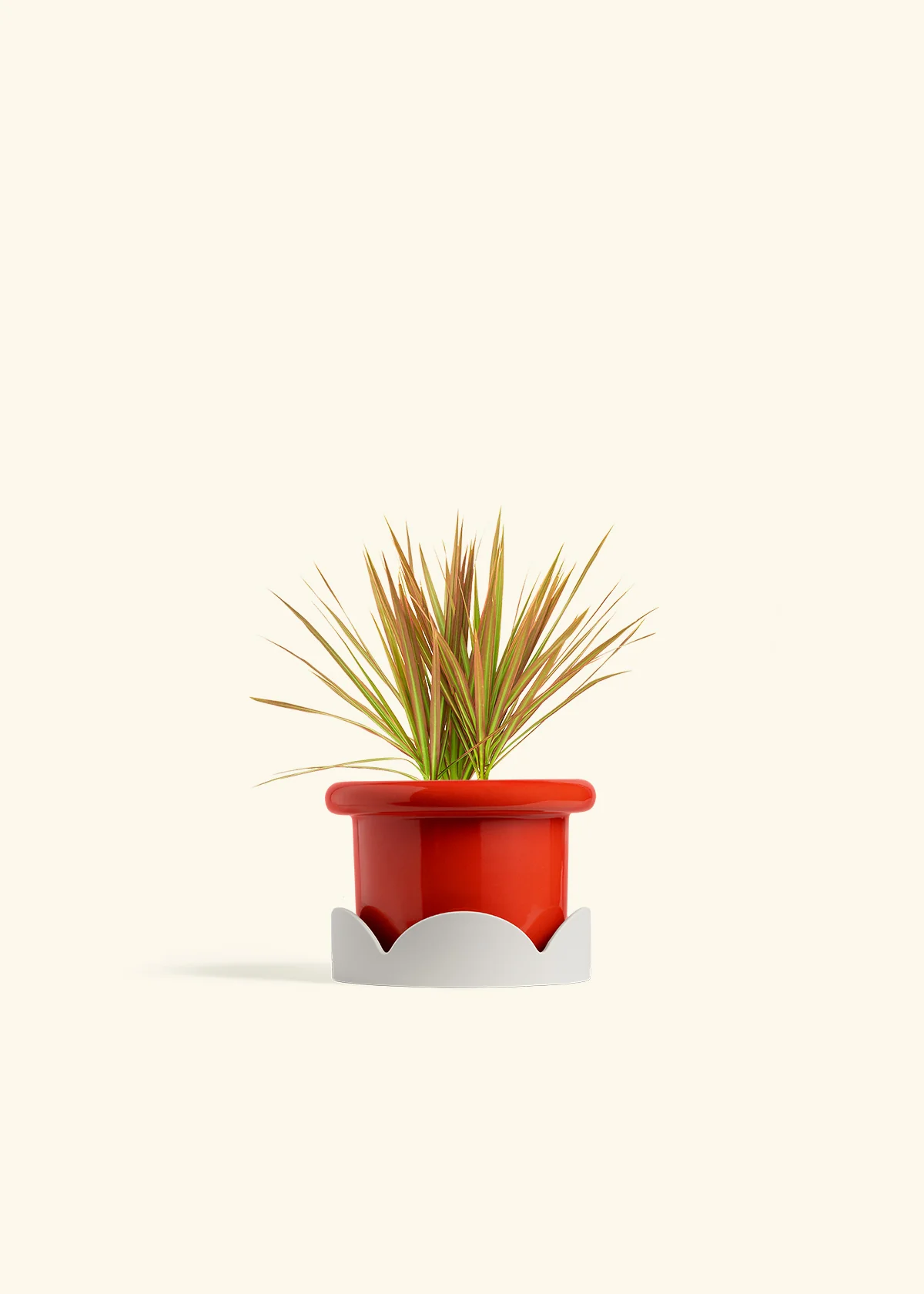 Bicolor Dragon Tree, Small - Image 14
