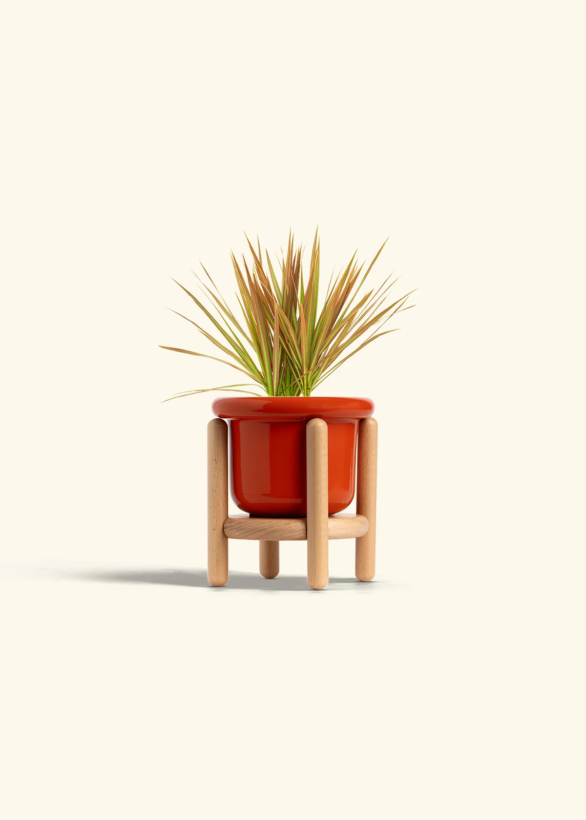 Bicolor Dragon Tree, Small - Image 15