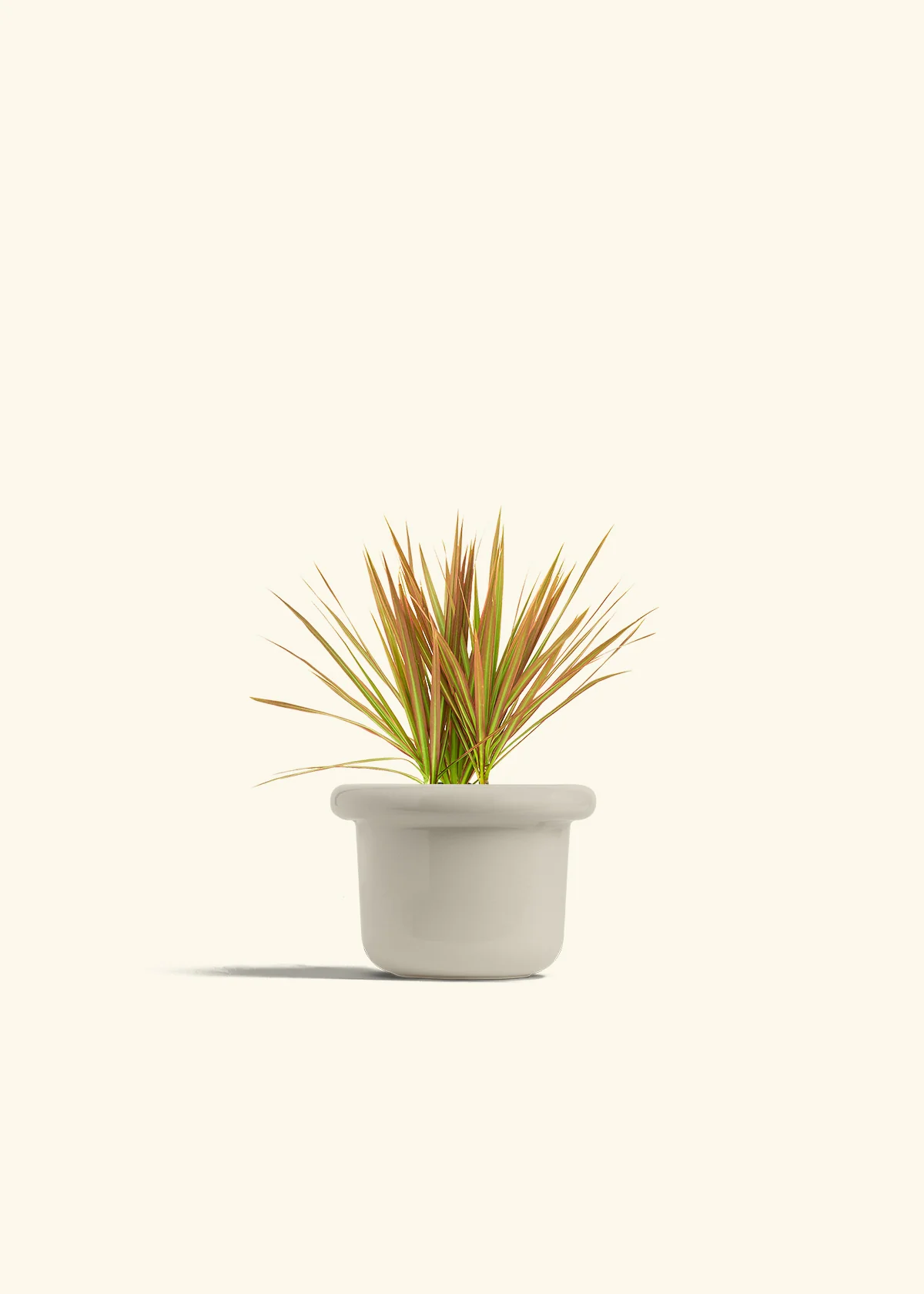 Bicolor Dragon Tree, Small - Image 16
