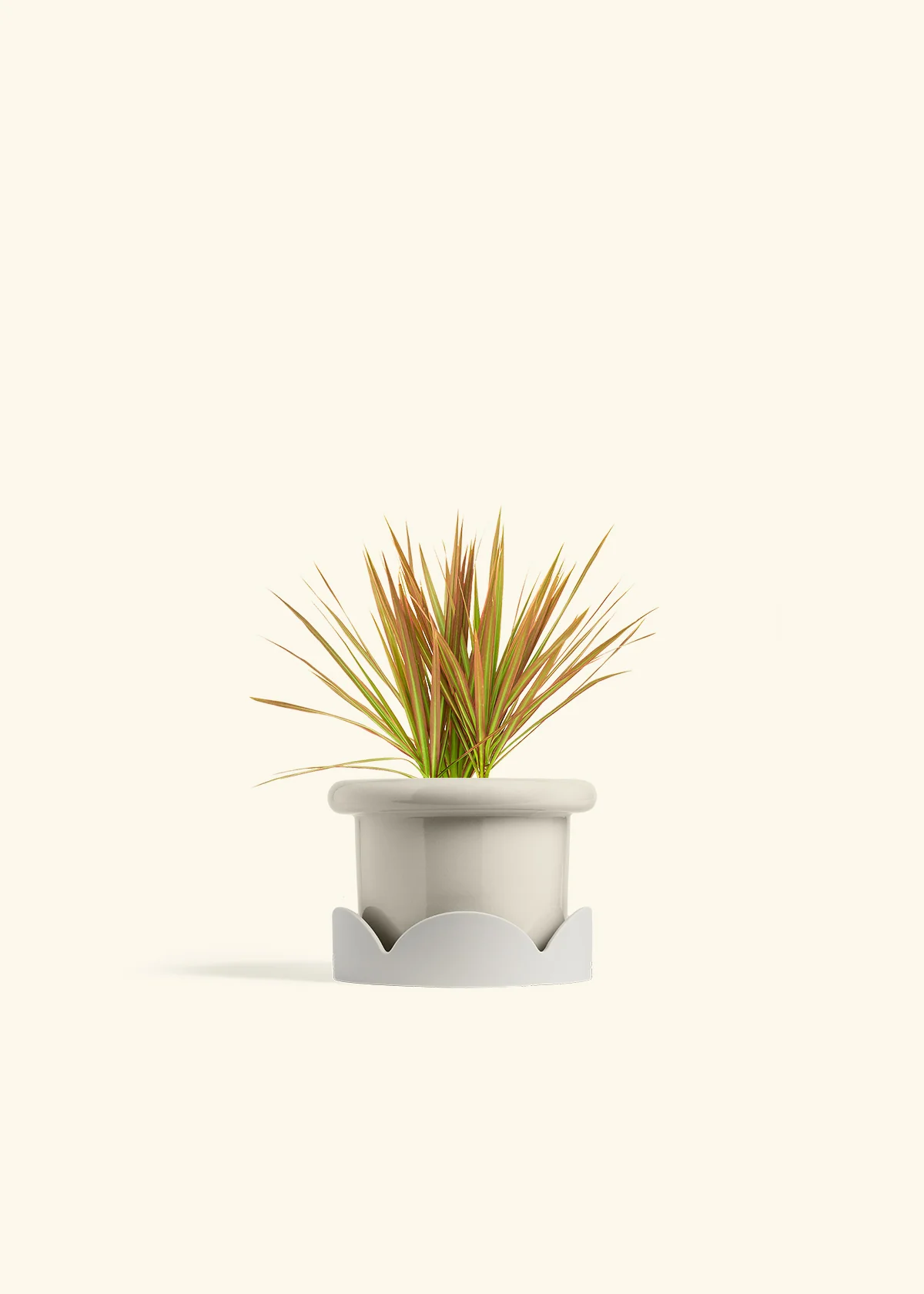 Bicolor Dragon Tree, Small - Image 18