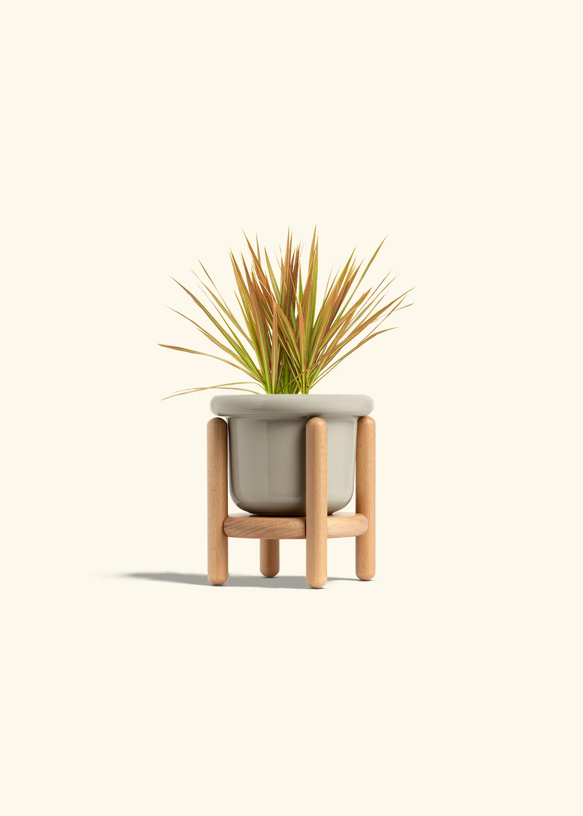 Bicolor Dragon Tree, Small - Image 19