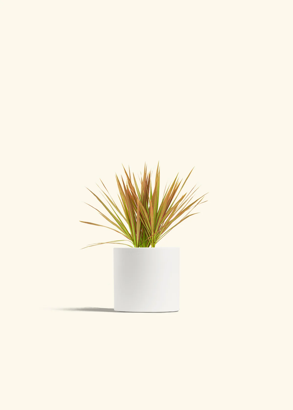 Bicolor Dragon Tree, Small - Image 20