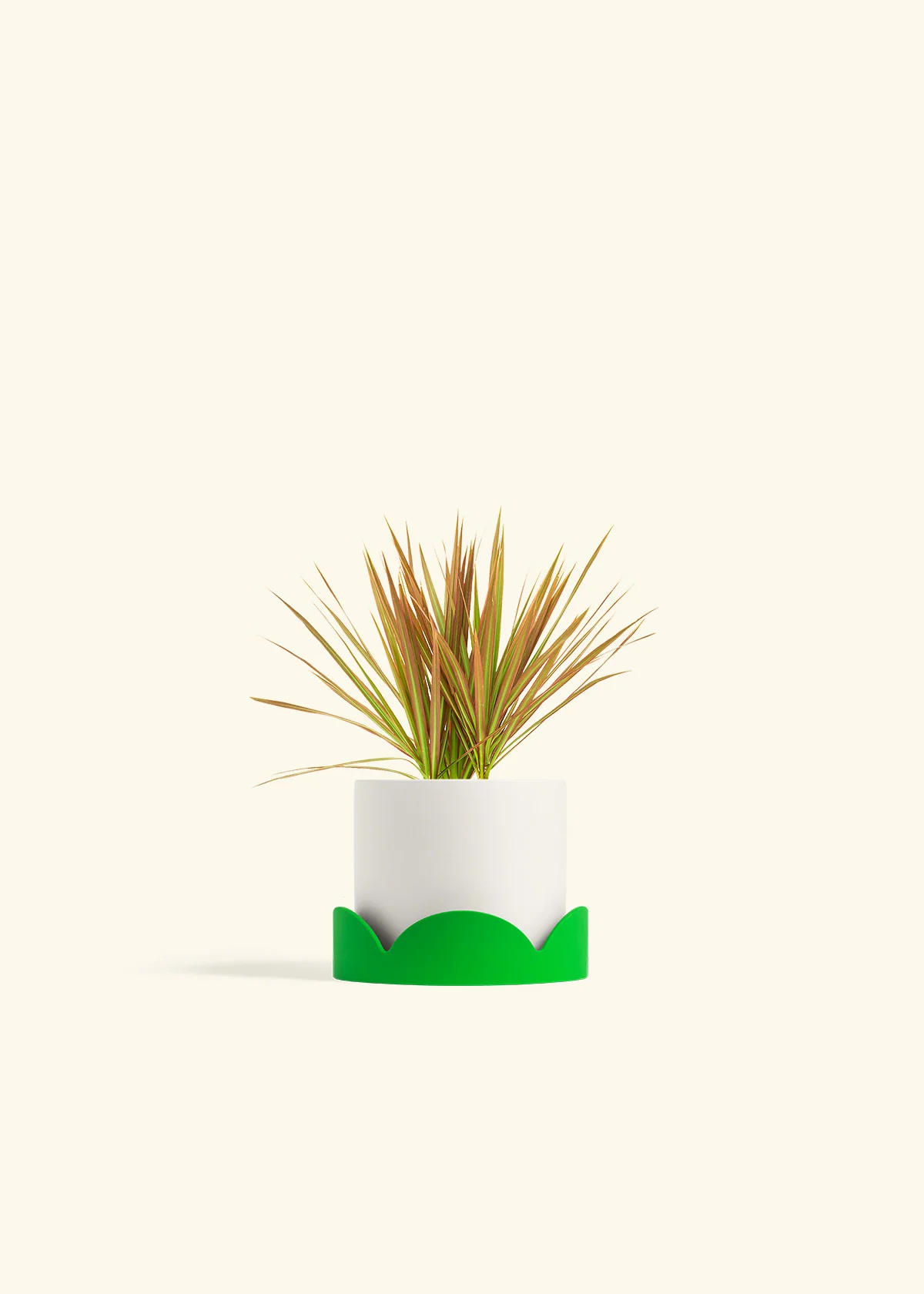 Bicolor Dragon Tree, Small - Image 21
