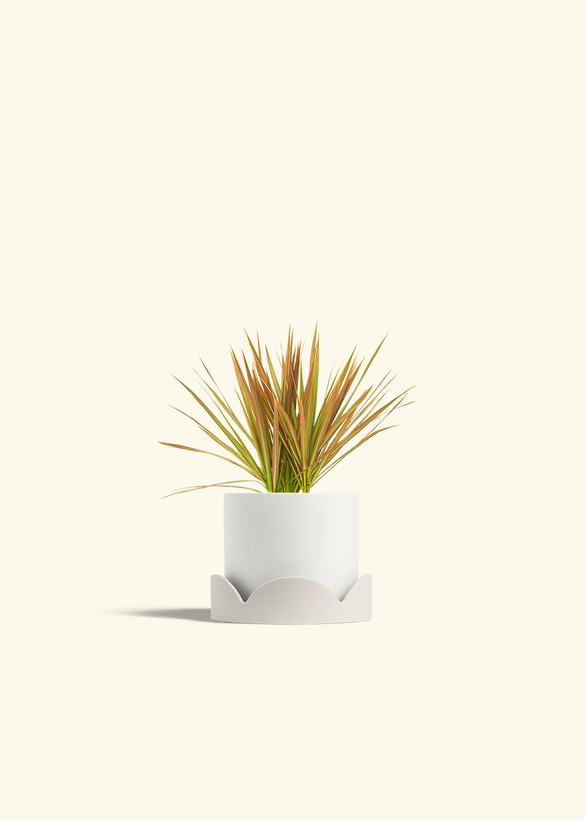 Bicolor Dragon Tree, Small - Image 22