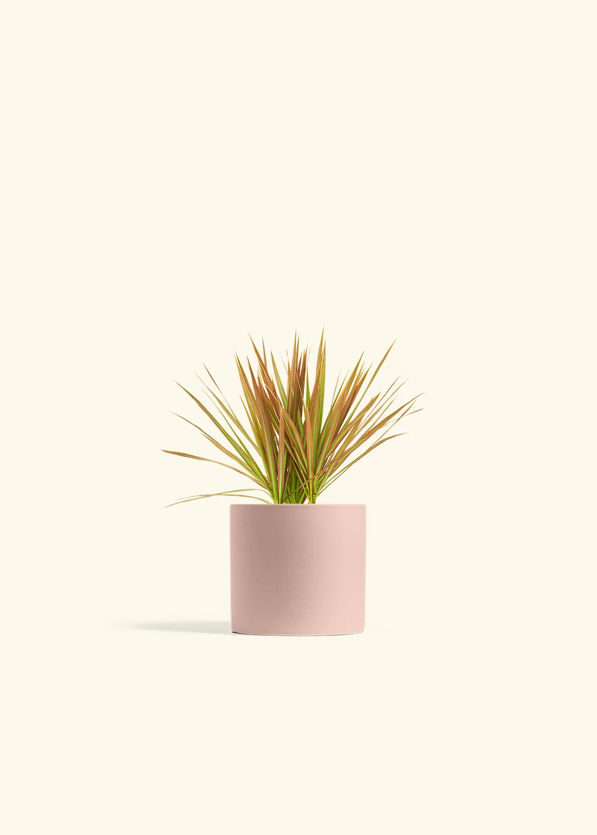 Bicolor Dragon Tree, Small - Image 23