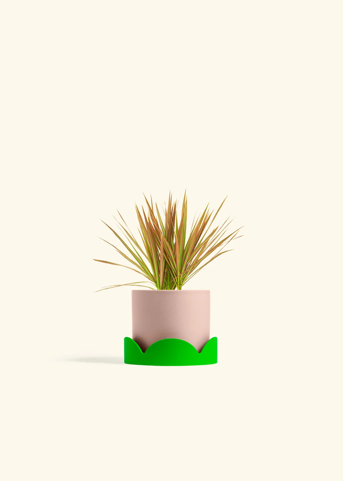 Bicolor Dragon Tree, Small - Image 24