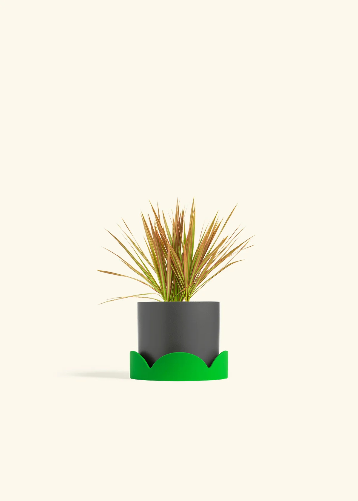 Bicolor Dragon Tree, Small - Image 25