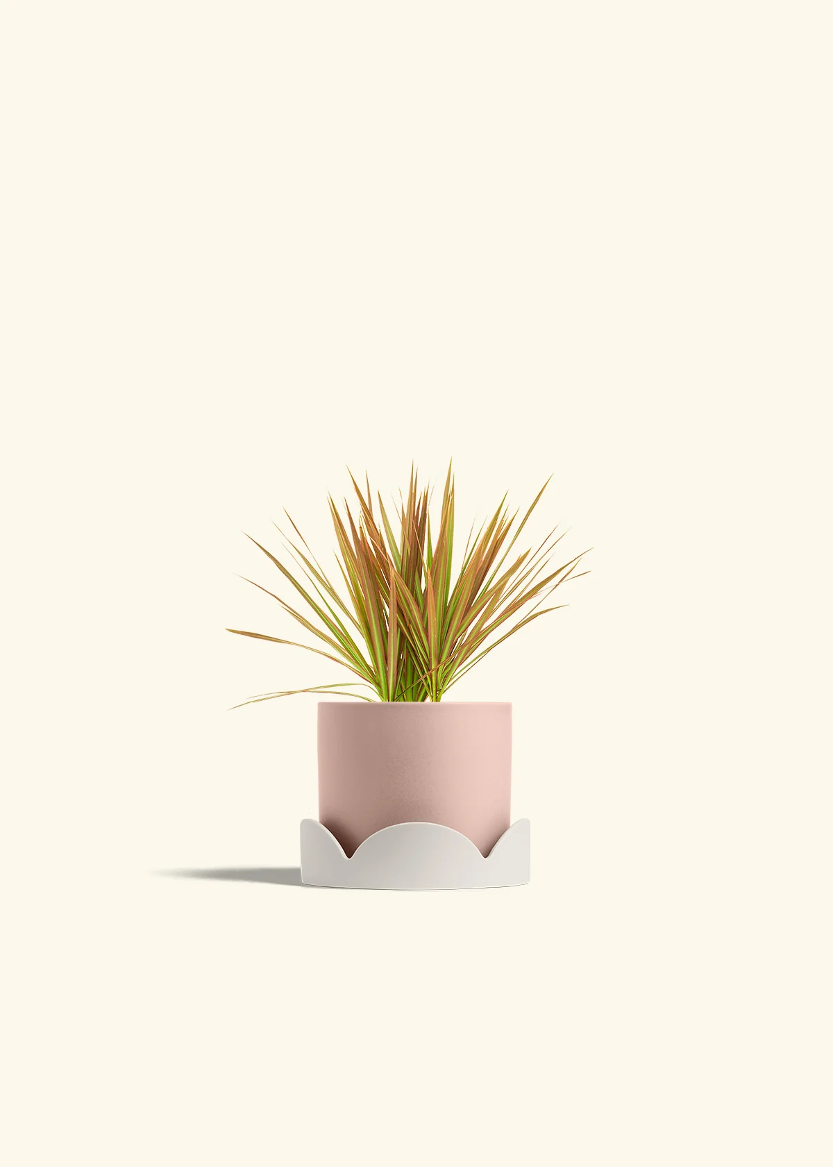 Bicolor Dragon Tree, Small - Image 26