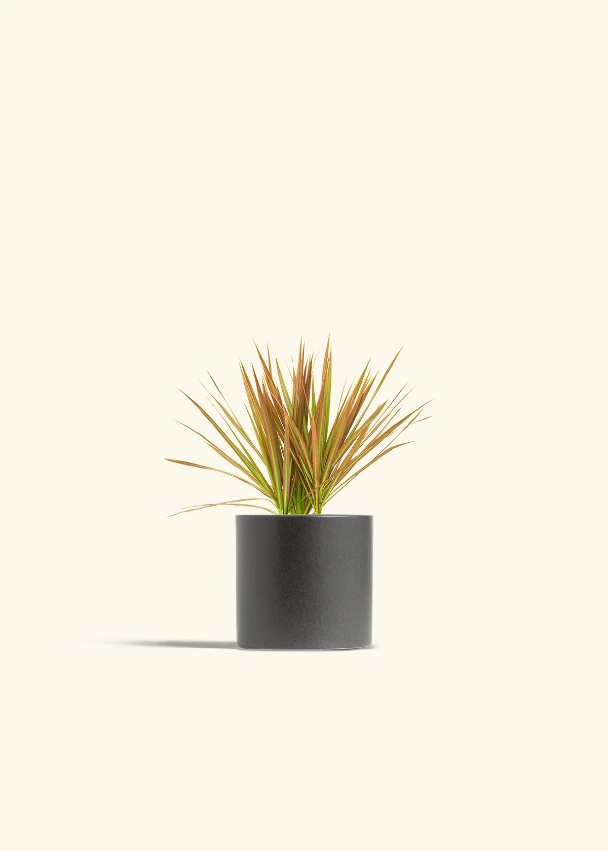 Bicolor Dragon Tree, Small - Image 28