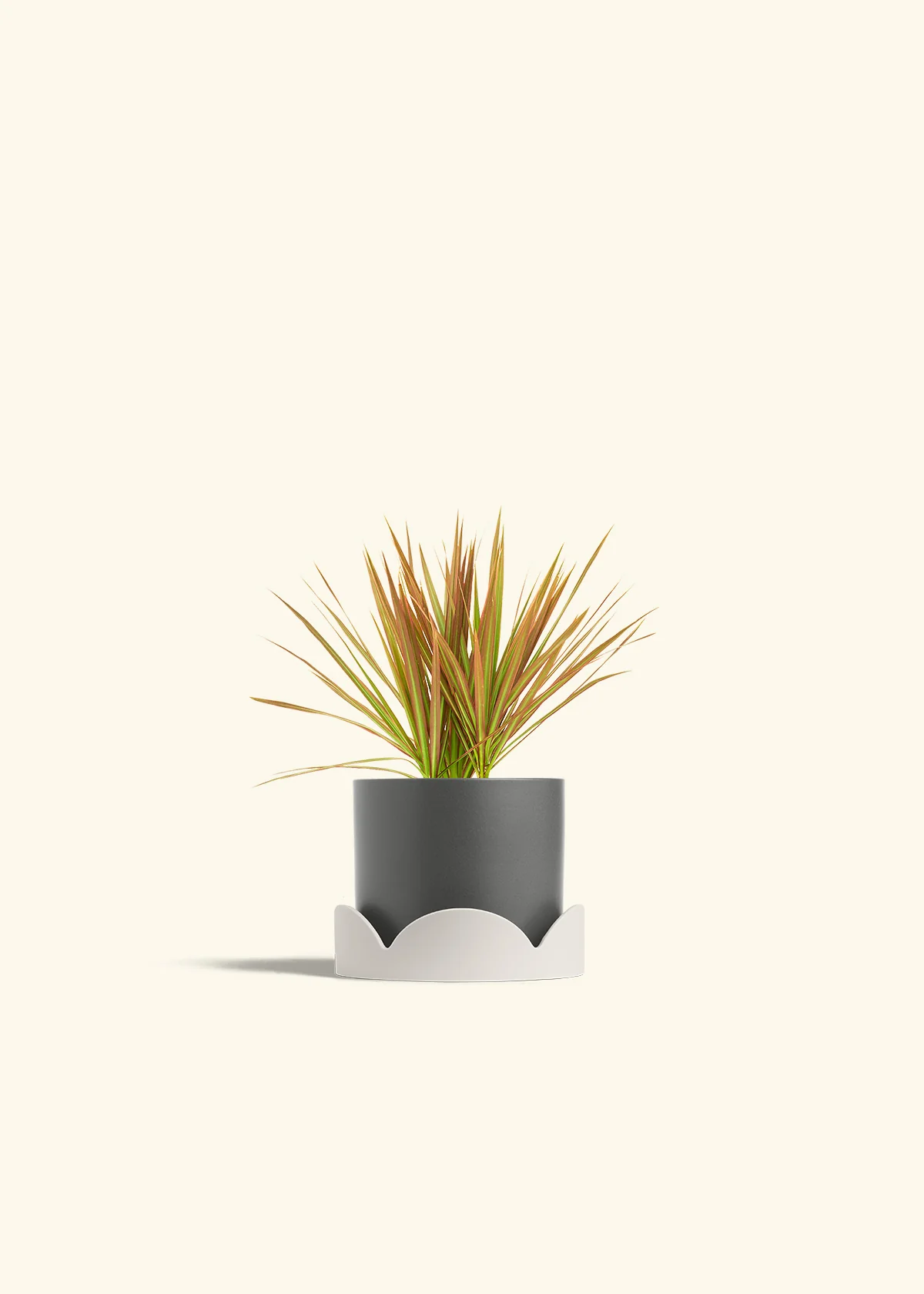 Bicolor Dragon Tree, Small - Image 29