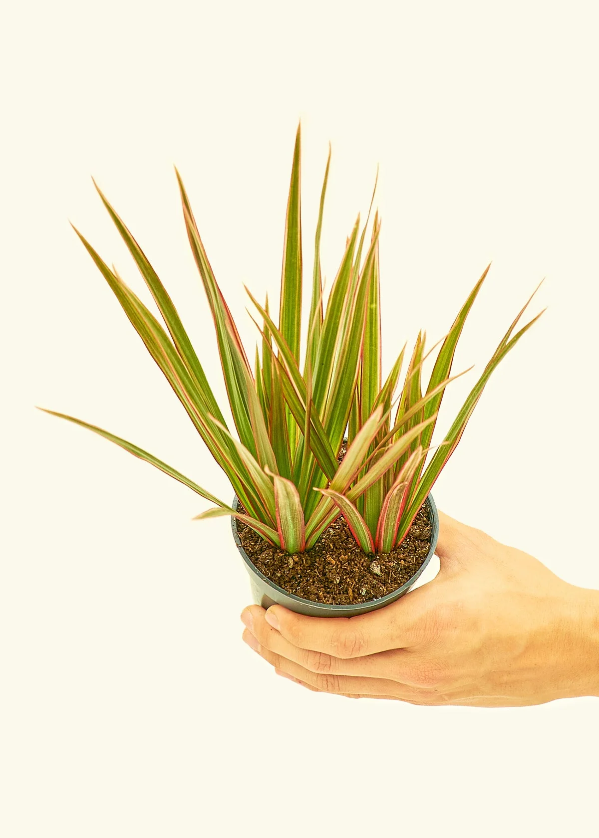 Bicolor Dragon Tree, Small - Image 3