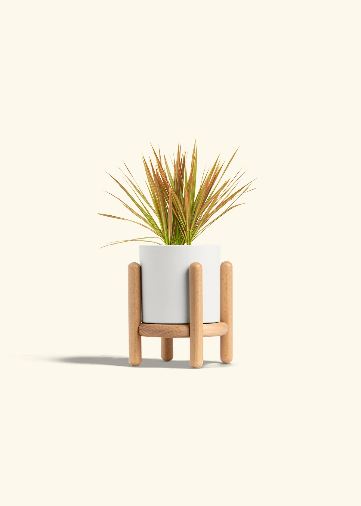 Bicolor Dragon Tree, Small - Image 30