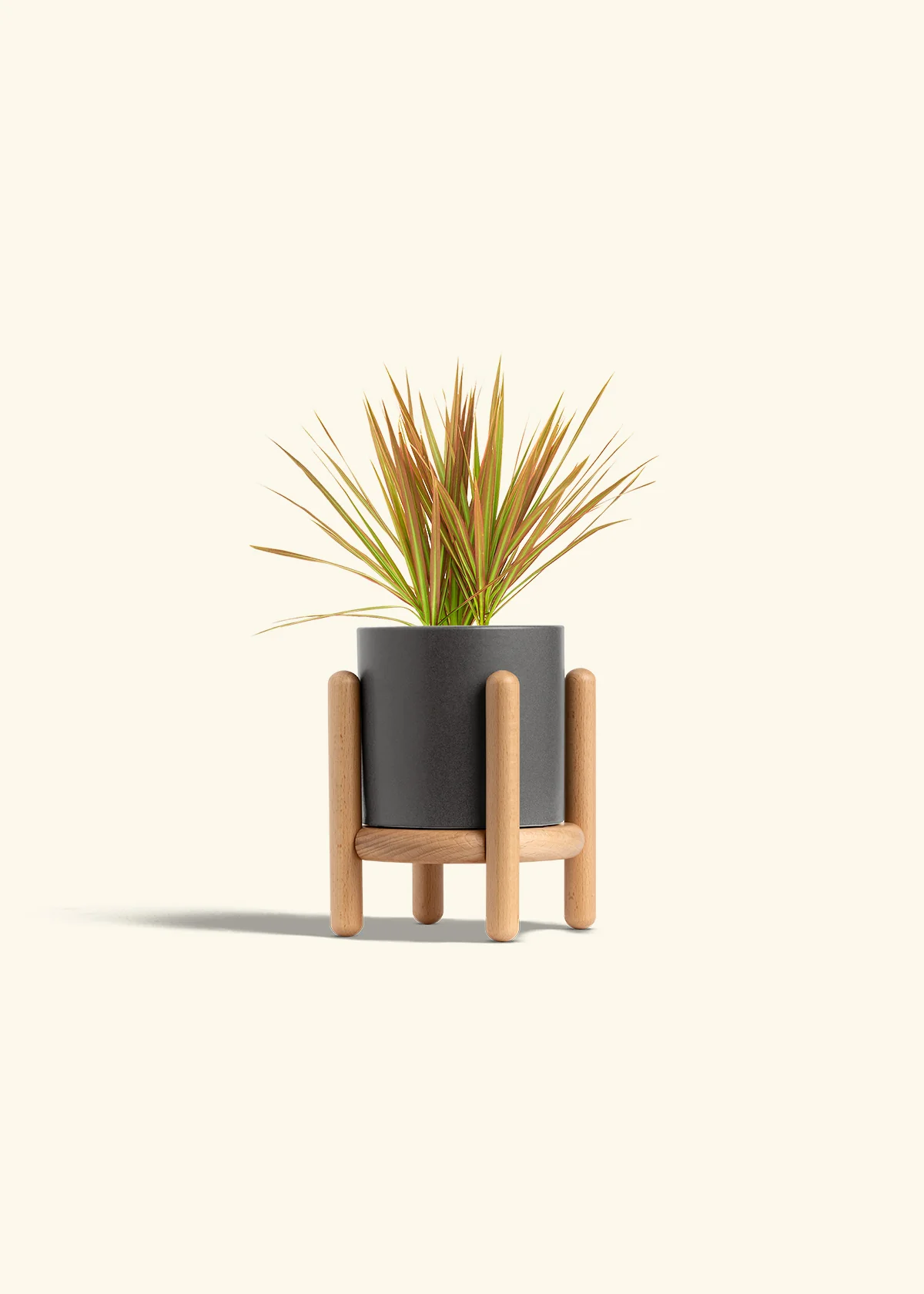 Bicolor Dragon Tree, Small - Image 31