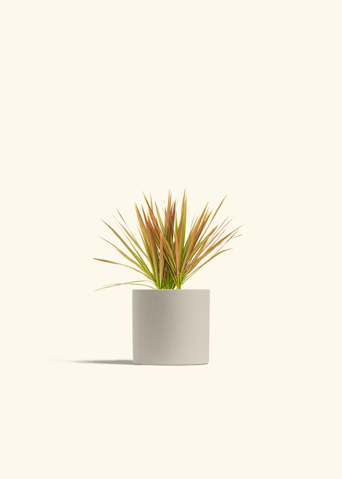 Bicolor Dragon Tree, Small - Image 32