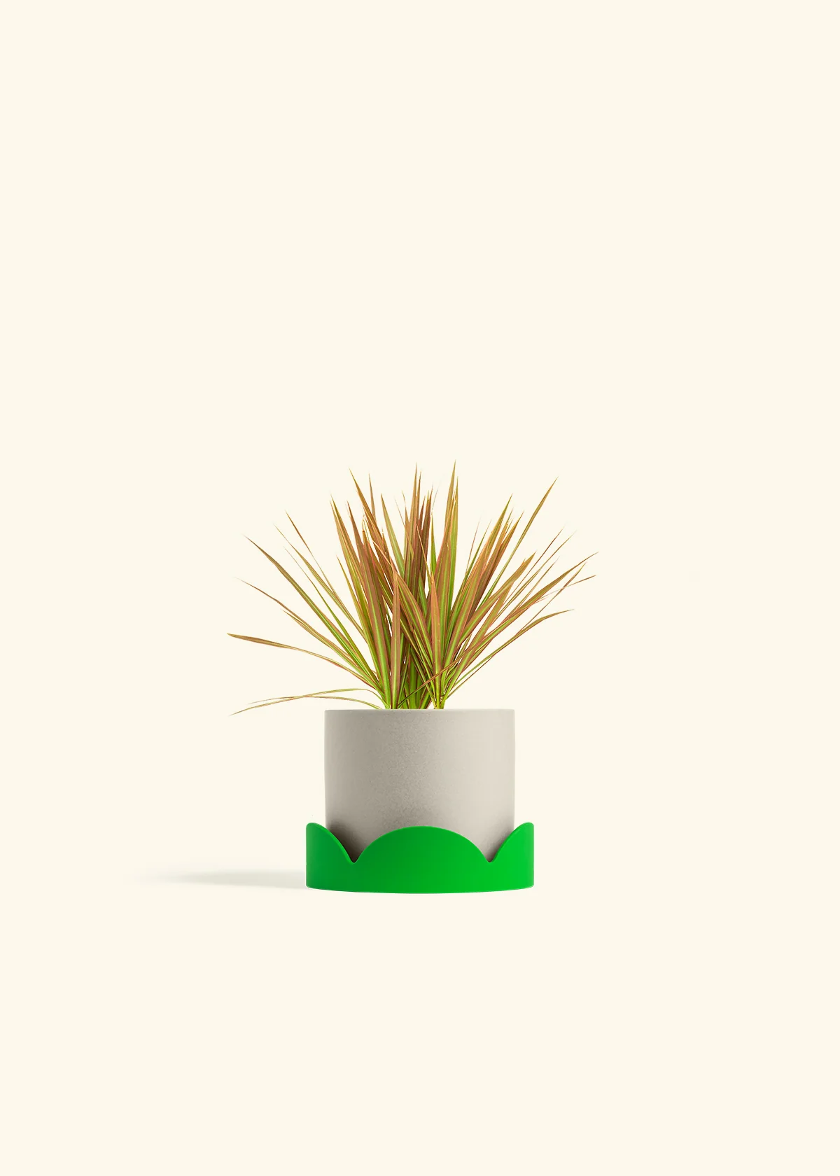 Bicolor Dragon Tree, Small - Image 33