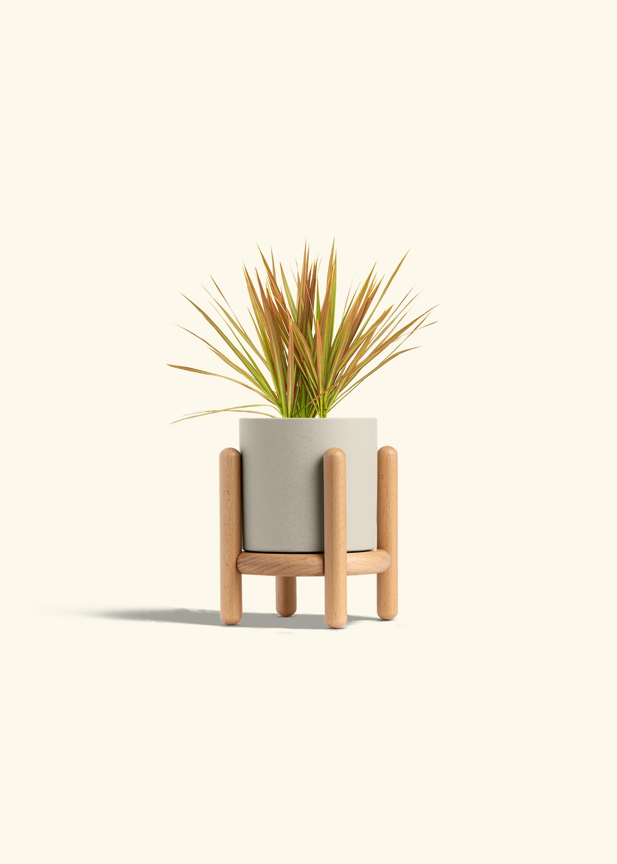 Bicolor Dragon Tree, Small - Image 35