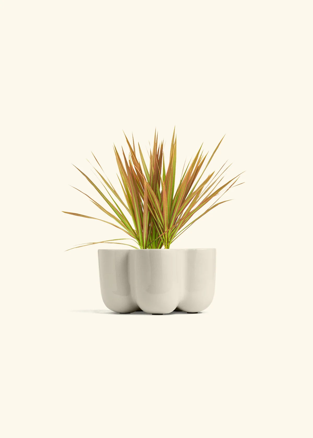 Bicolor Dragon Tree, Small - Image 36