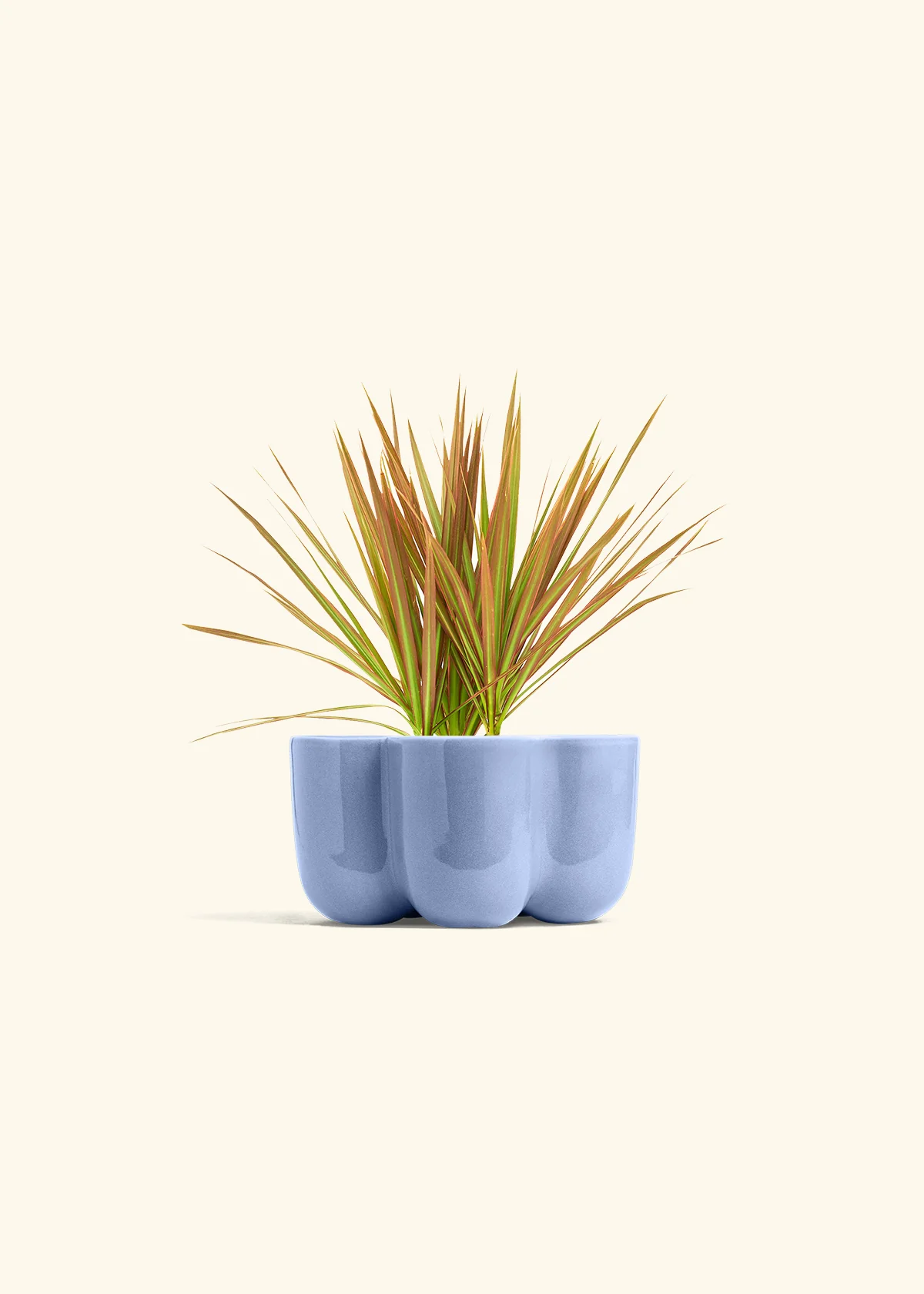 Bicolor Dragon Tree, Small - Image 37
