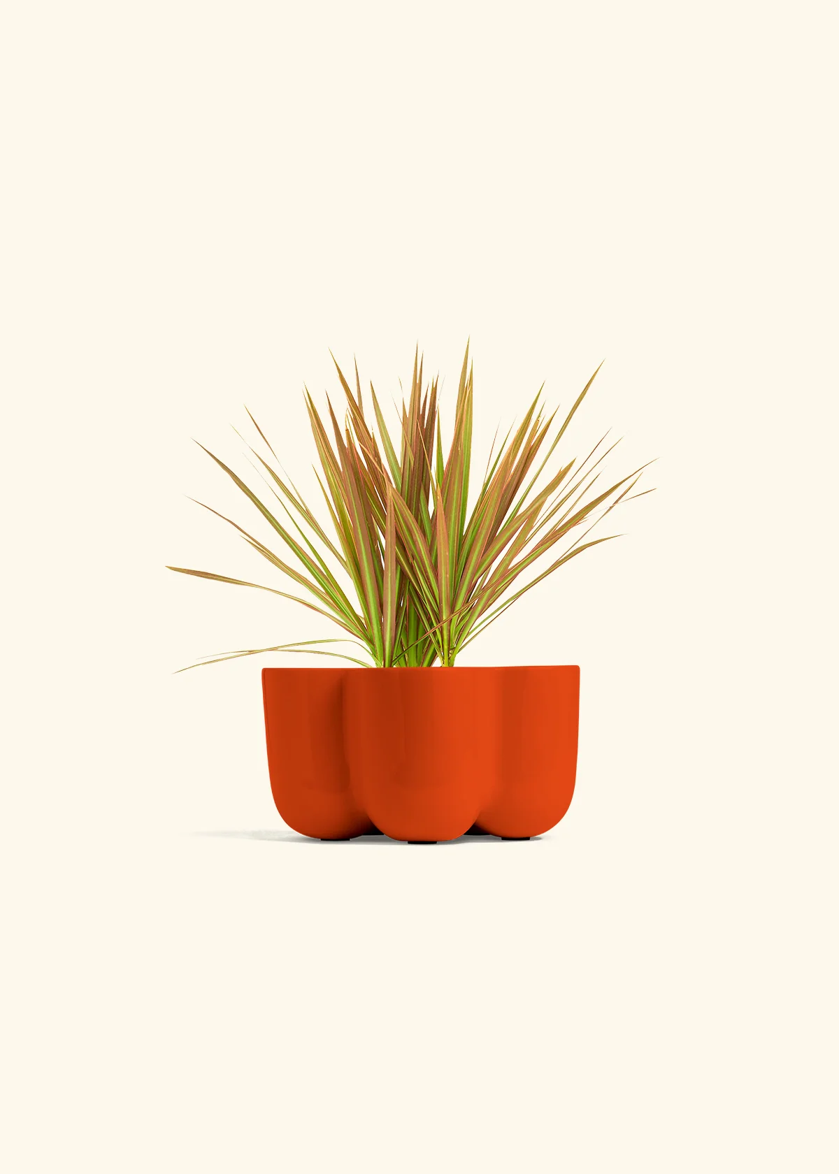 Bicolor Dragon Tree, Small - Image 38