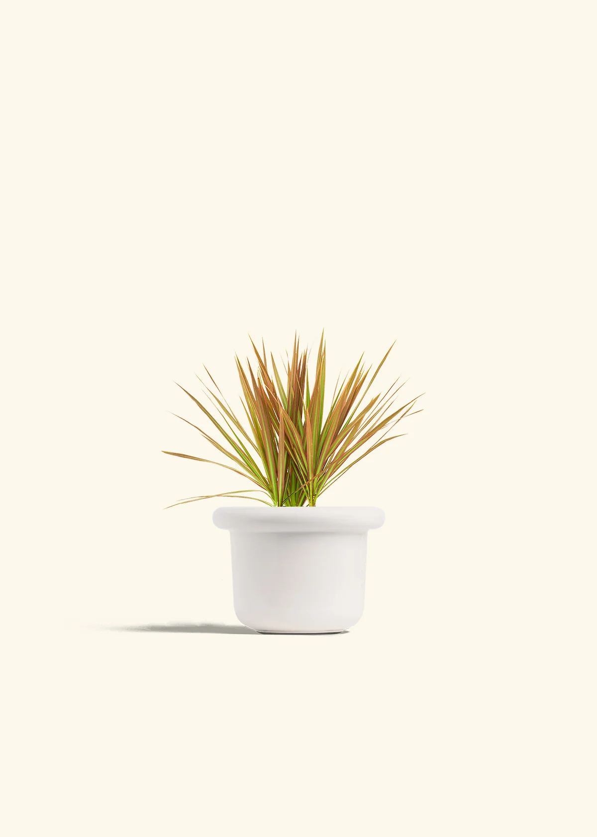 Bicolor Dragon Tree, Small - Image 4