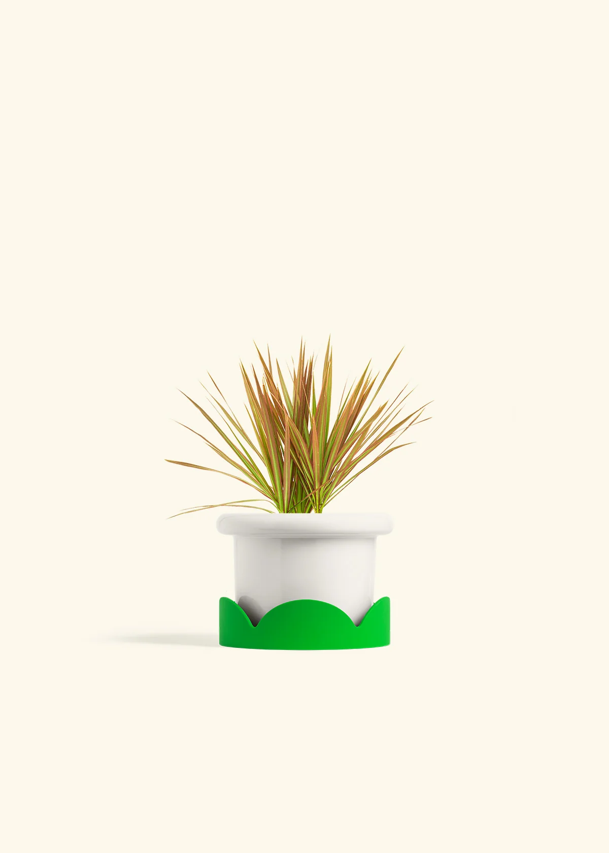 Bicolor Dragon Tree, Small - Image 5
