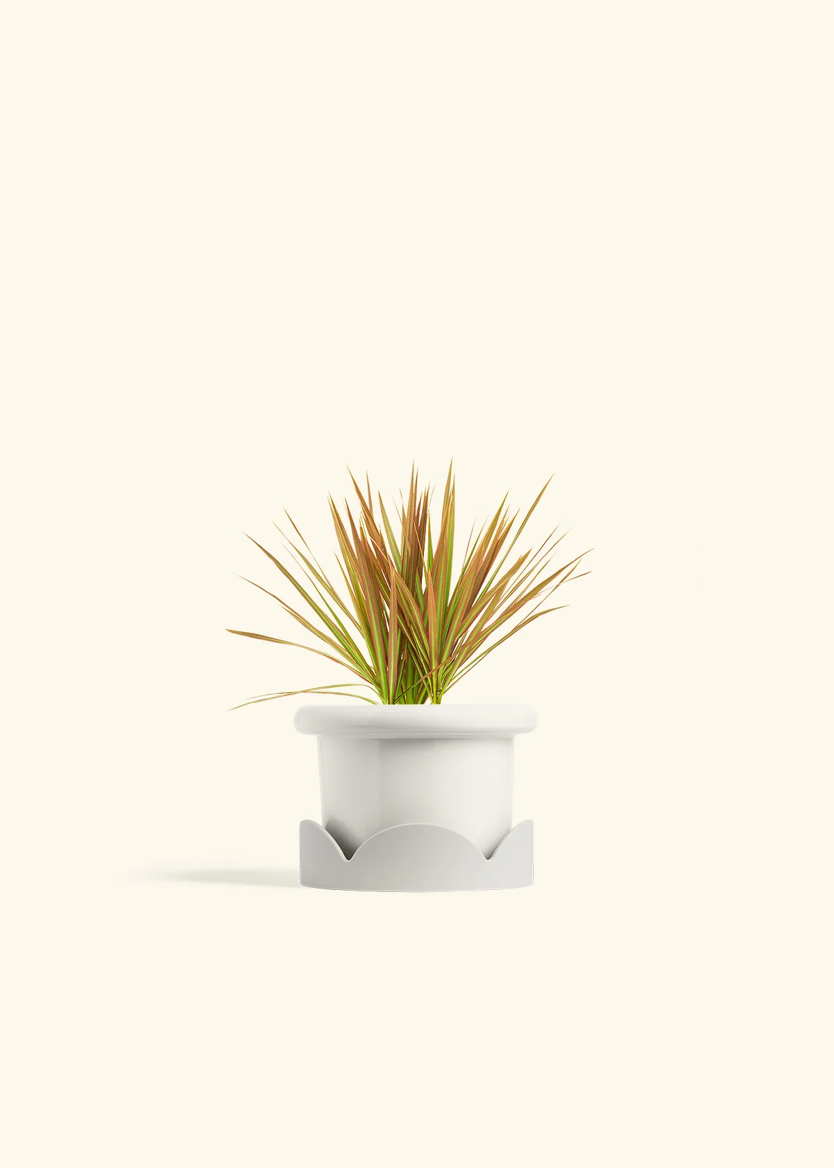 Bicolor Dragon Tree, Small - Image 6