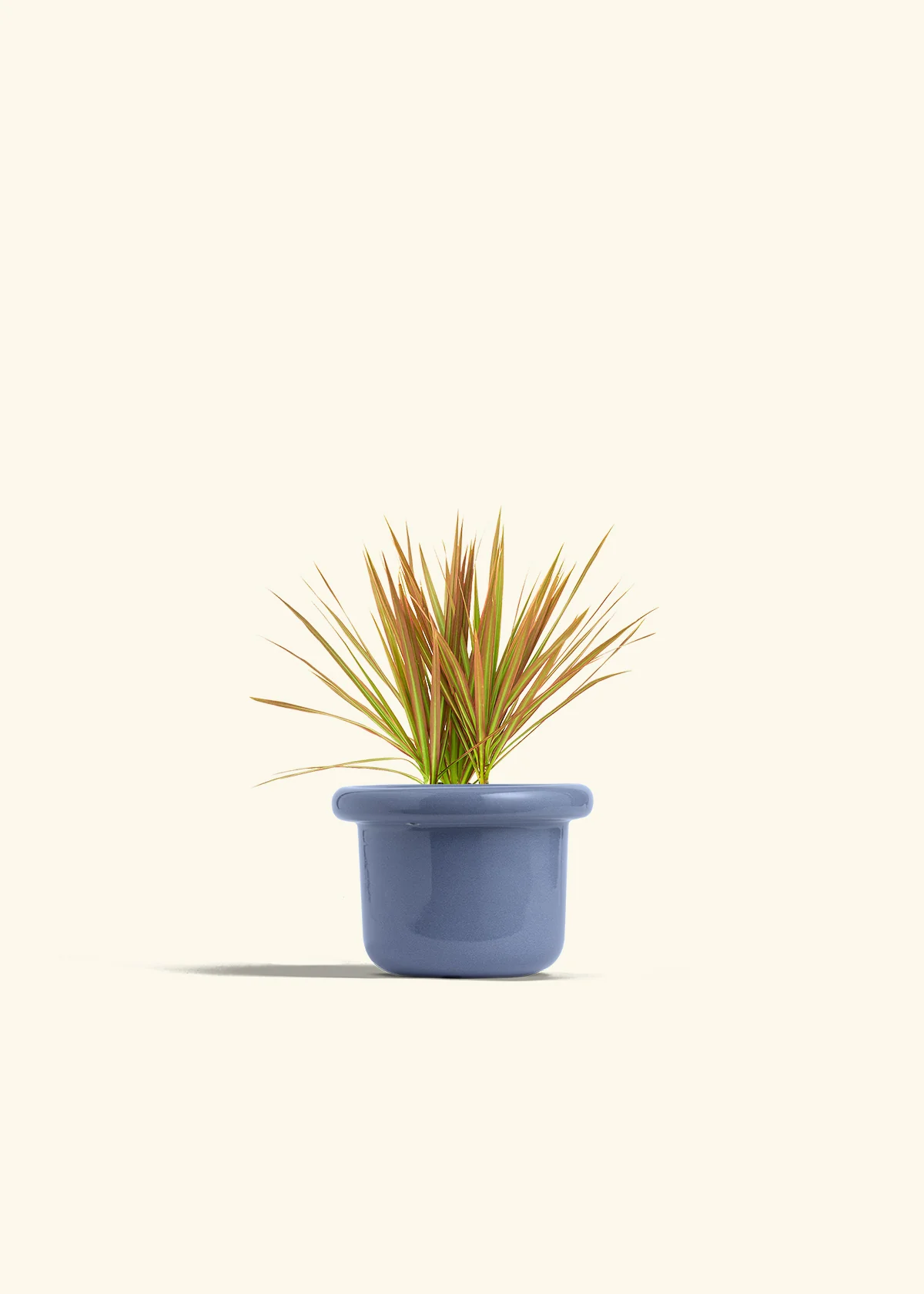 Bicolor Dragon Tree, Small - Image 8