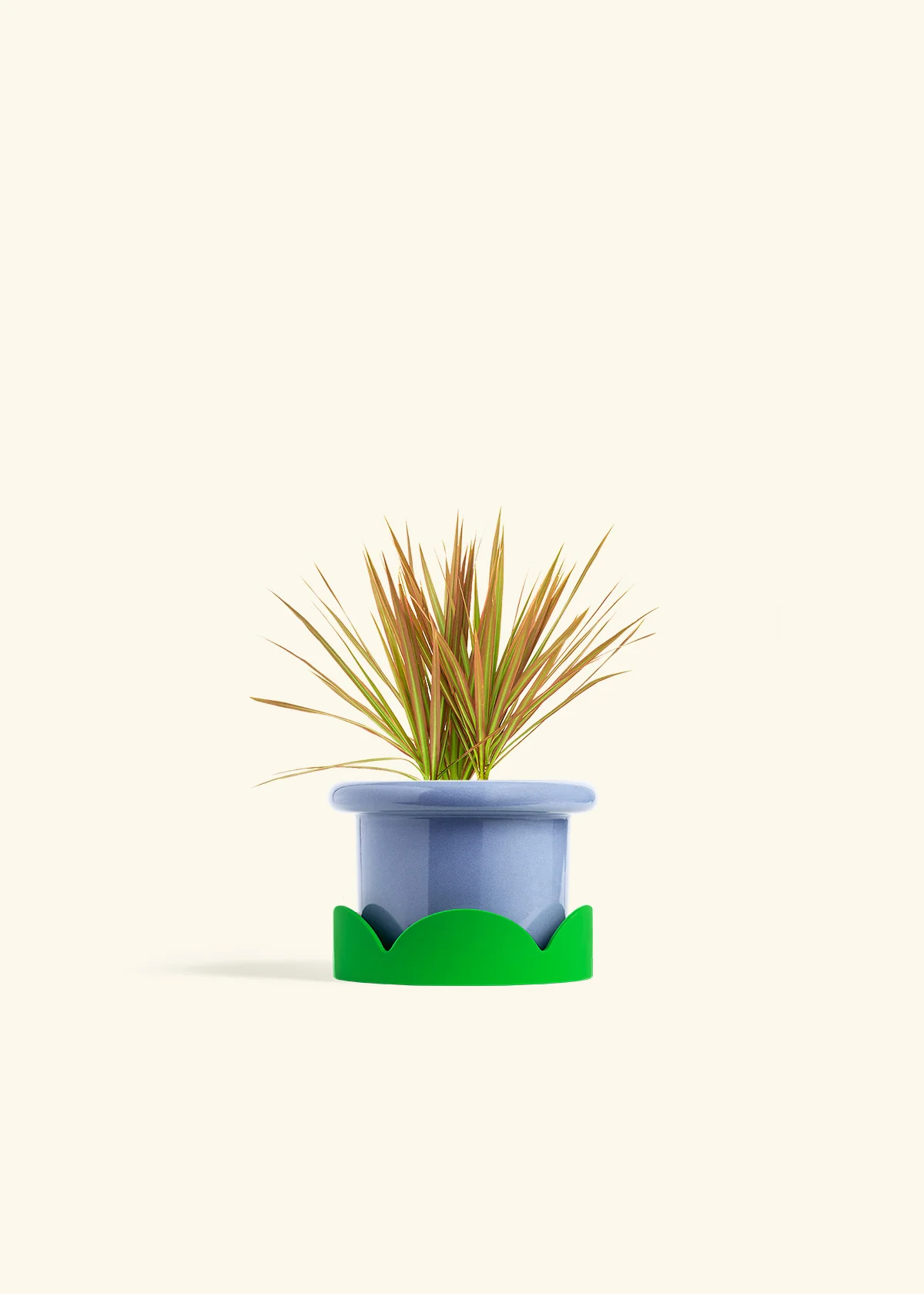 Bicolor Dragon Tree, Small - Image 9