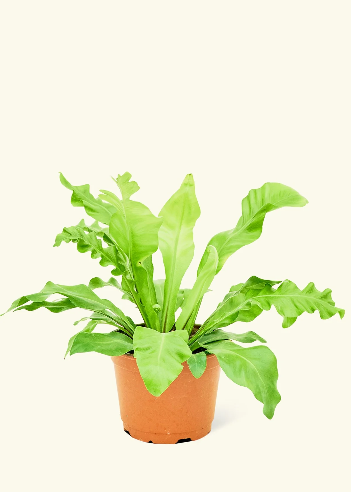 Bird's Nest Fern, Medium