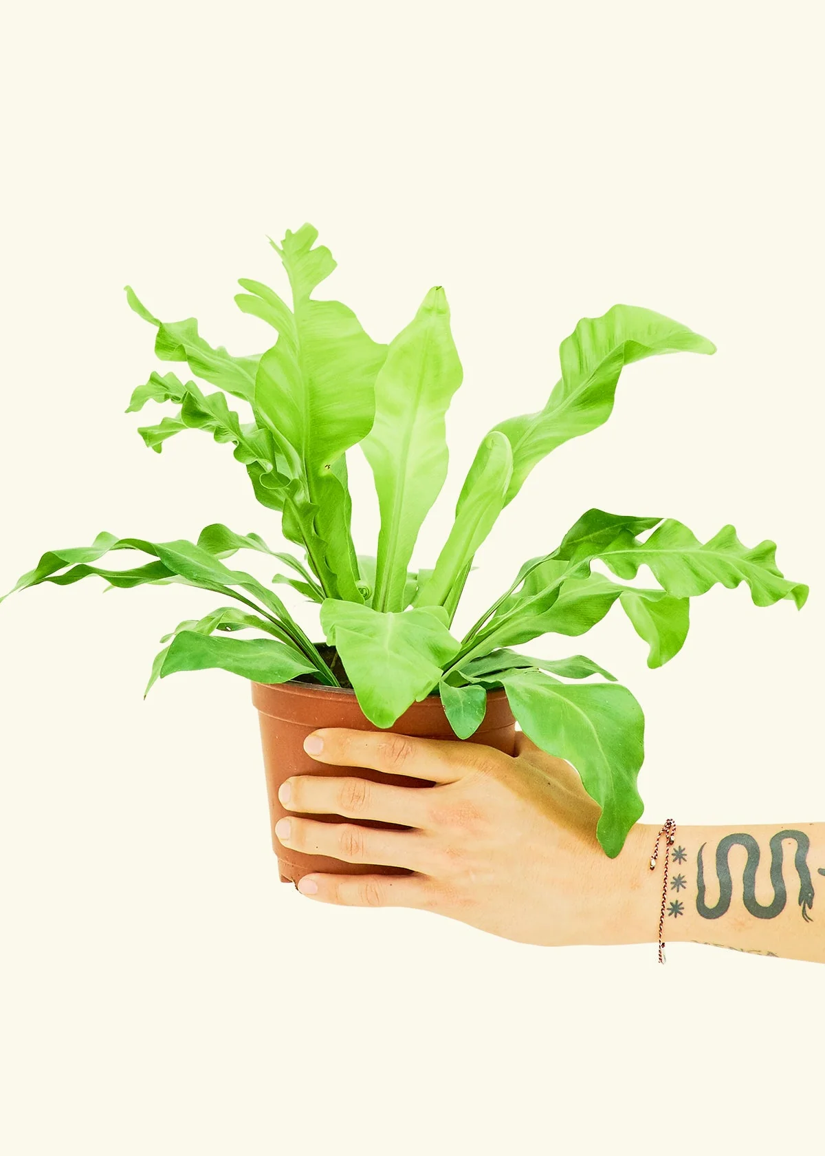 Bird's Nest Fern, Medium - Image 2