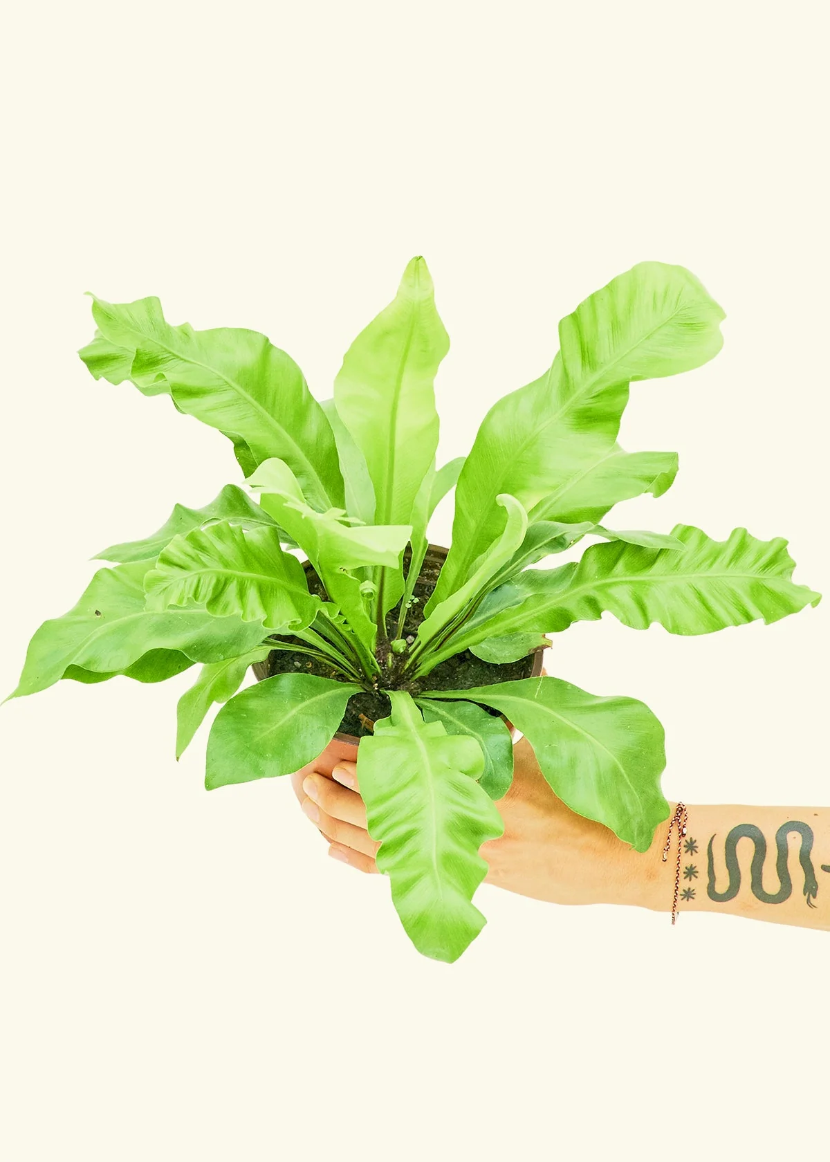 Bird's Nest Fern, Medium - Image 3