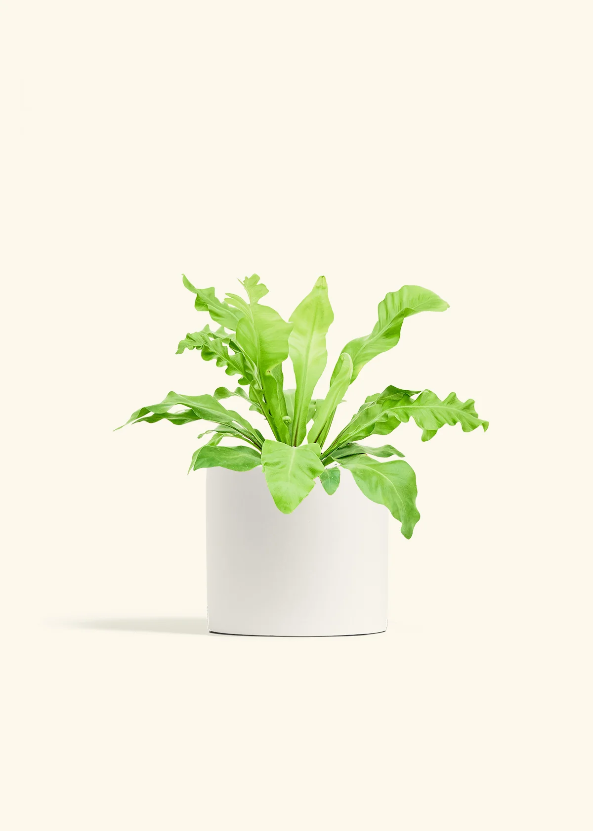 Bird's Nest Fern, Medium - Image 4
