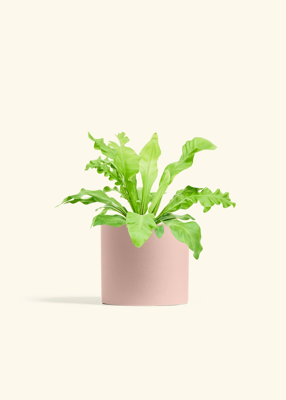 Bird's Nest Fern, Medium - Image 6
