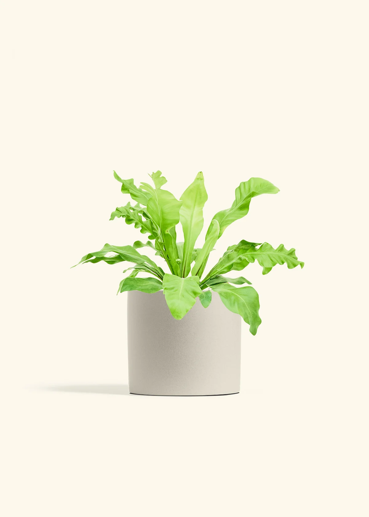 Bird's Nest Fern, Medium - Image 7