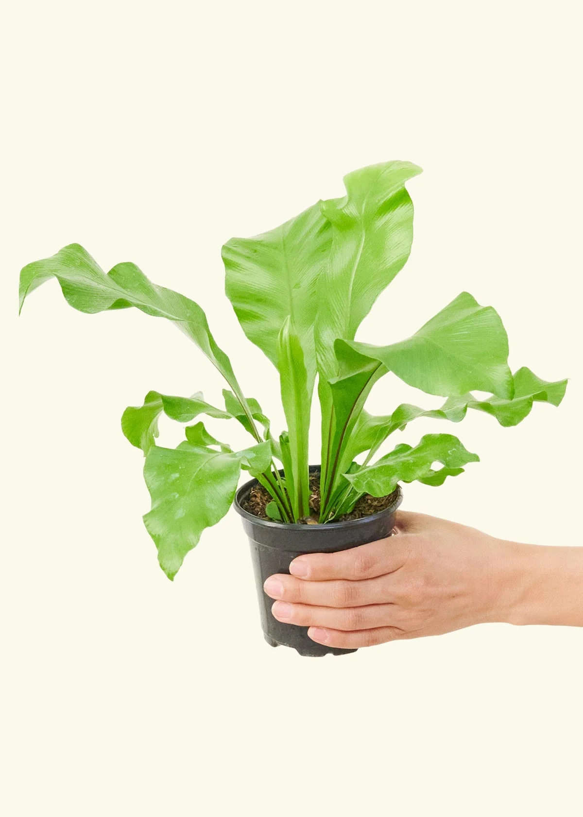 Bird's Nest Fern, Small - Image 3