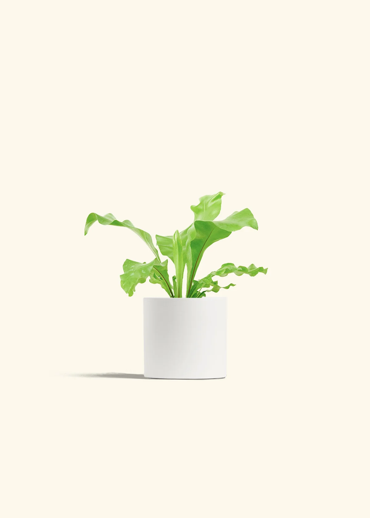 Bird's Nest Fern, Small - Image 4