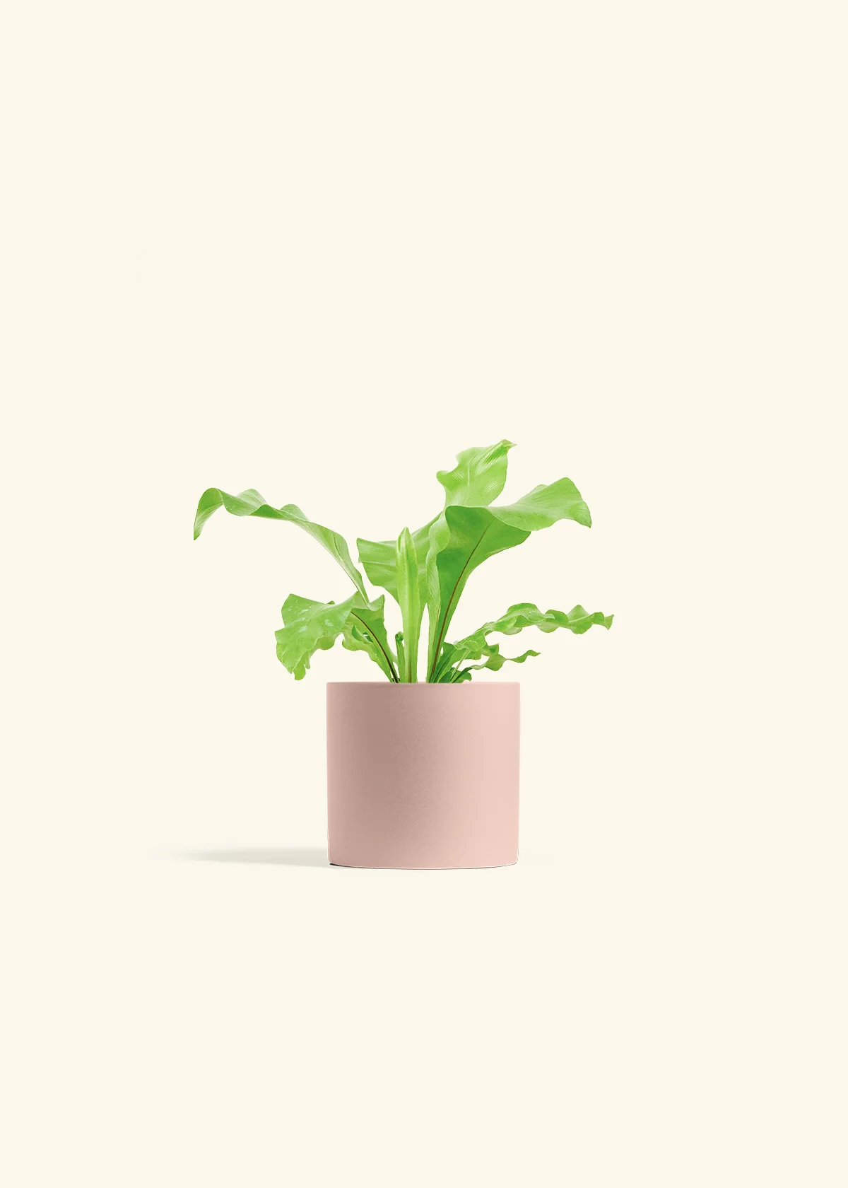 Bird's Nest Fern, Small - Image 5