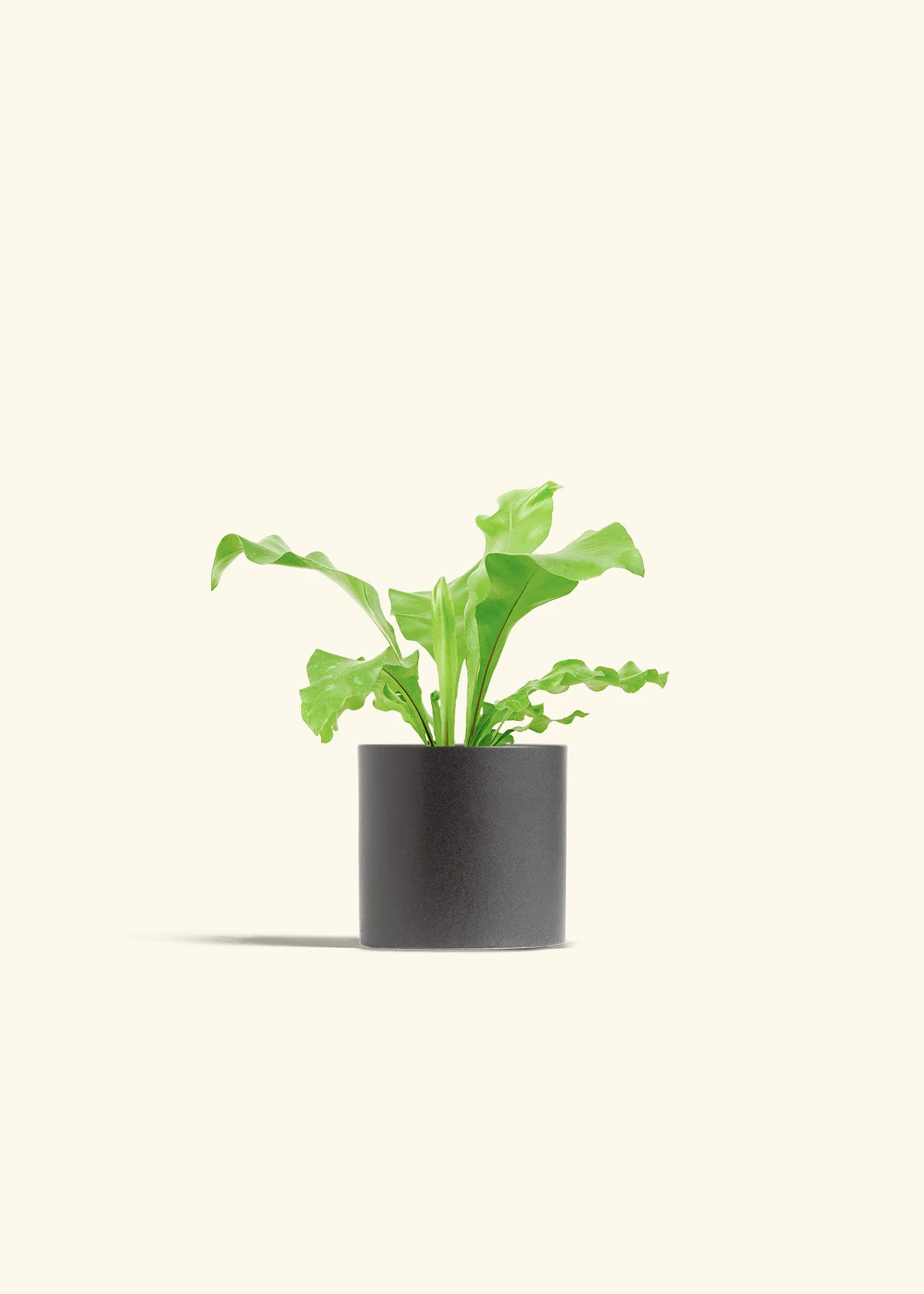 Bird's Nest Fern, Small - Image 6