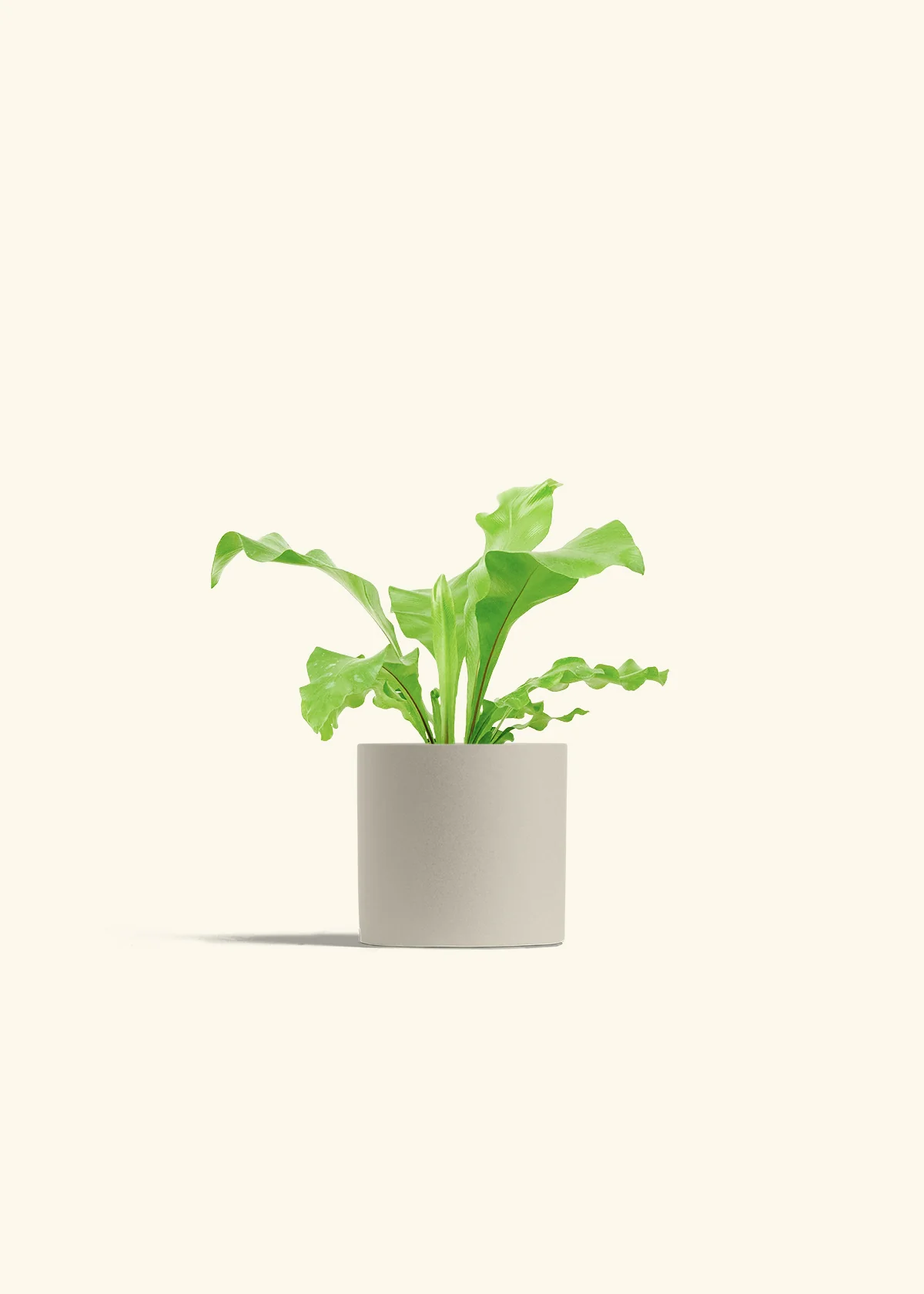 Bird's Nest Fern, Small - Image 7