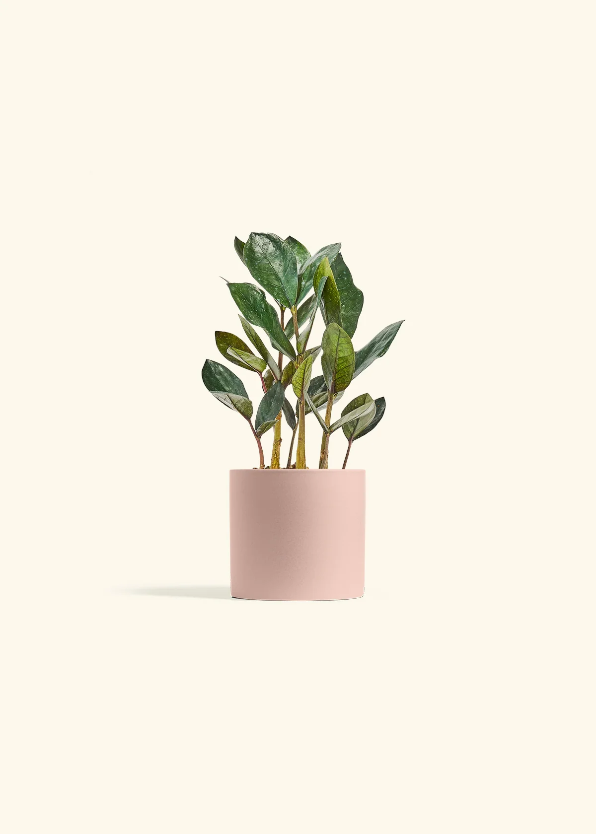 Black ZZ Plant, Small - Image 3