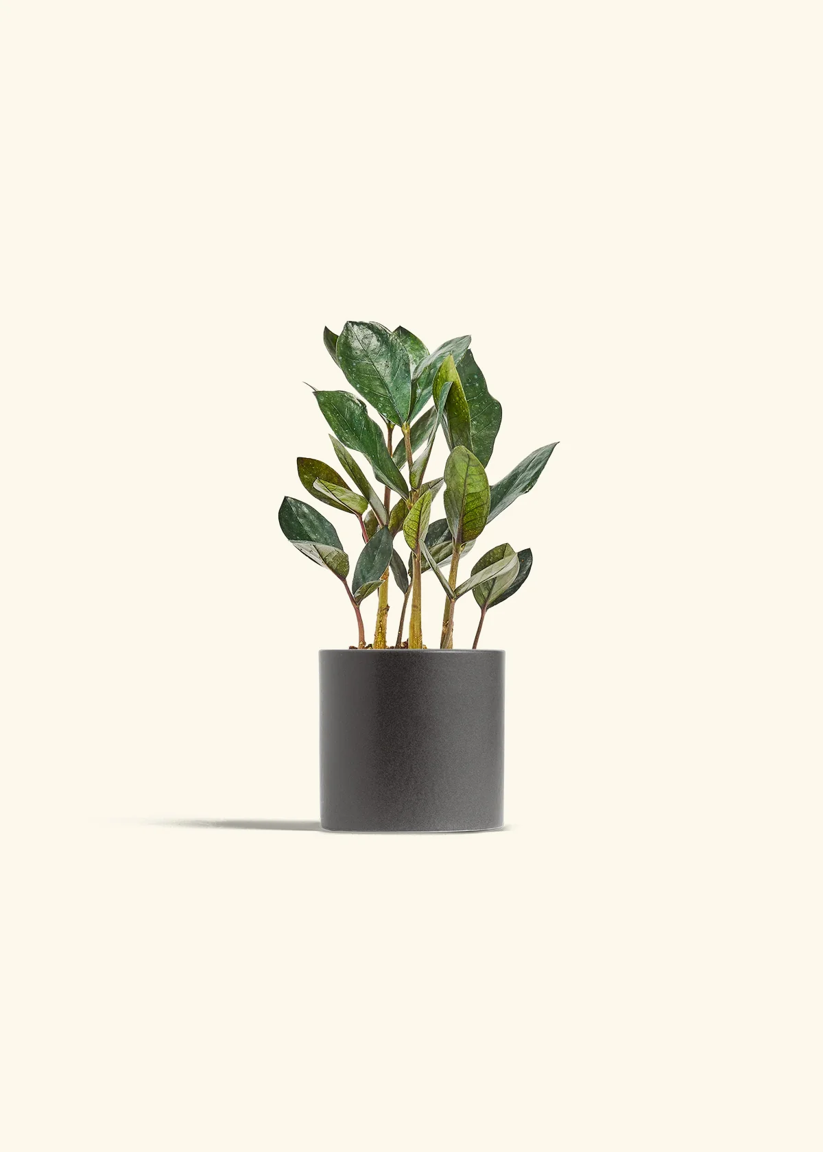 Black ZZ Plant, Small - Image 4