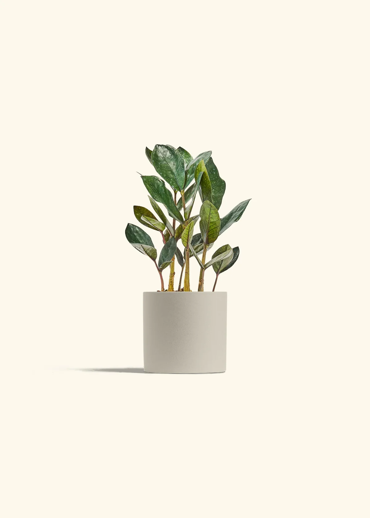 Black ZZ Plant, Small - Image 5