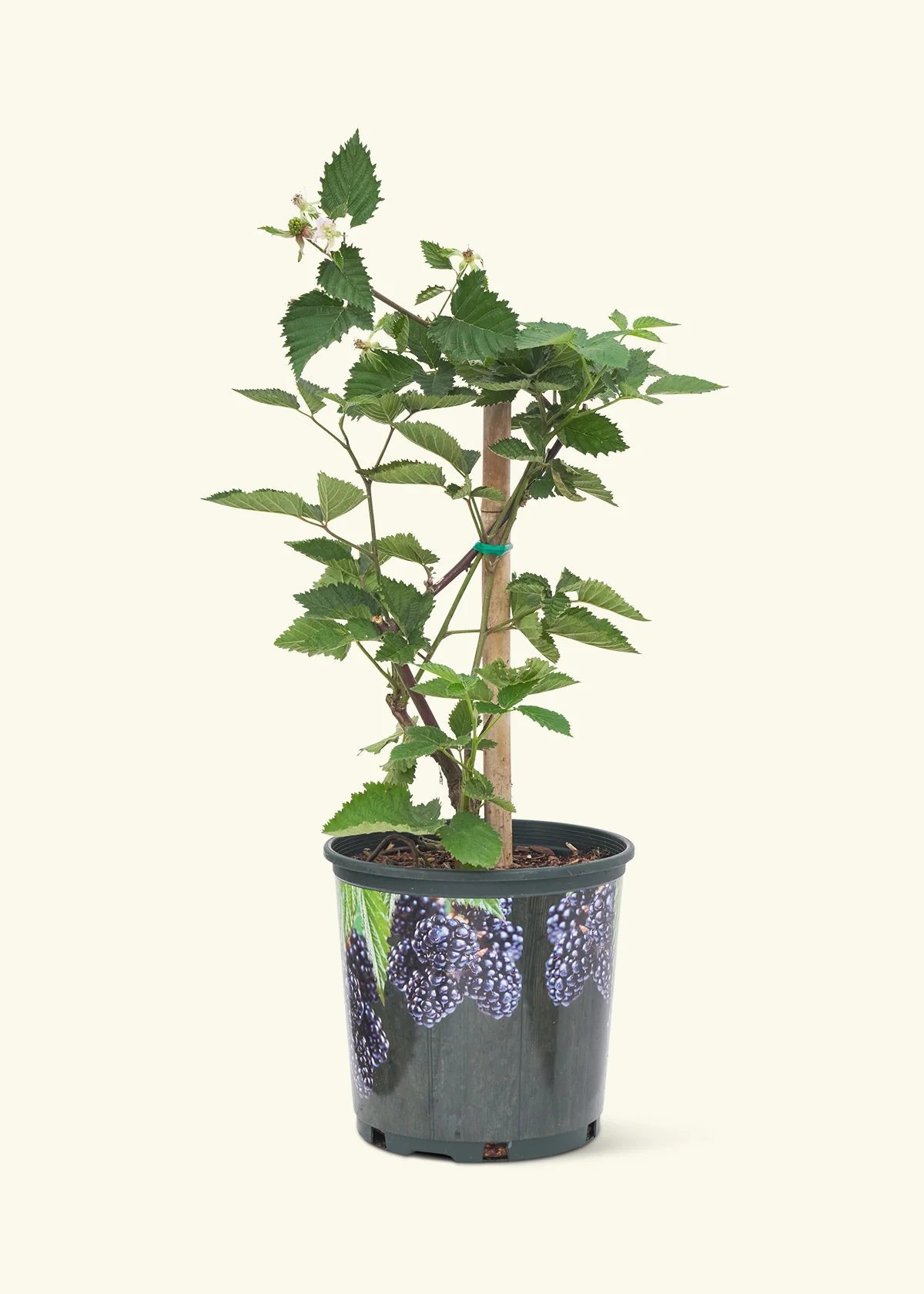 Blackberry Bush, Large