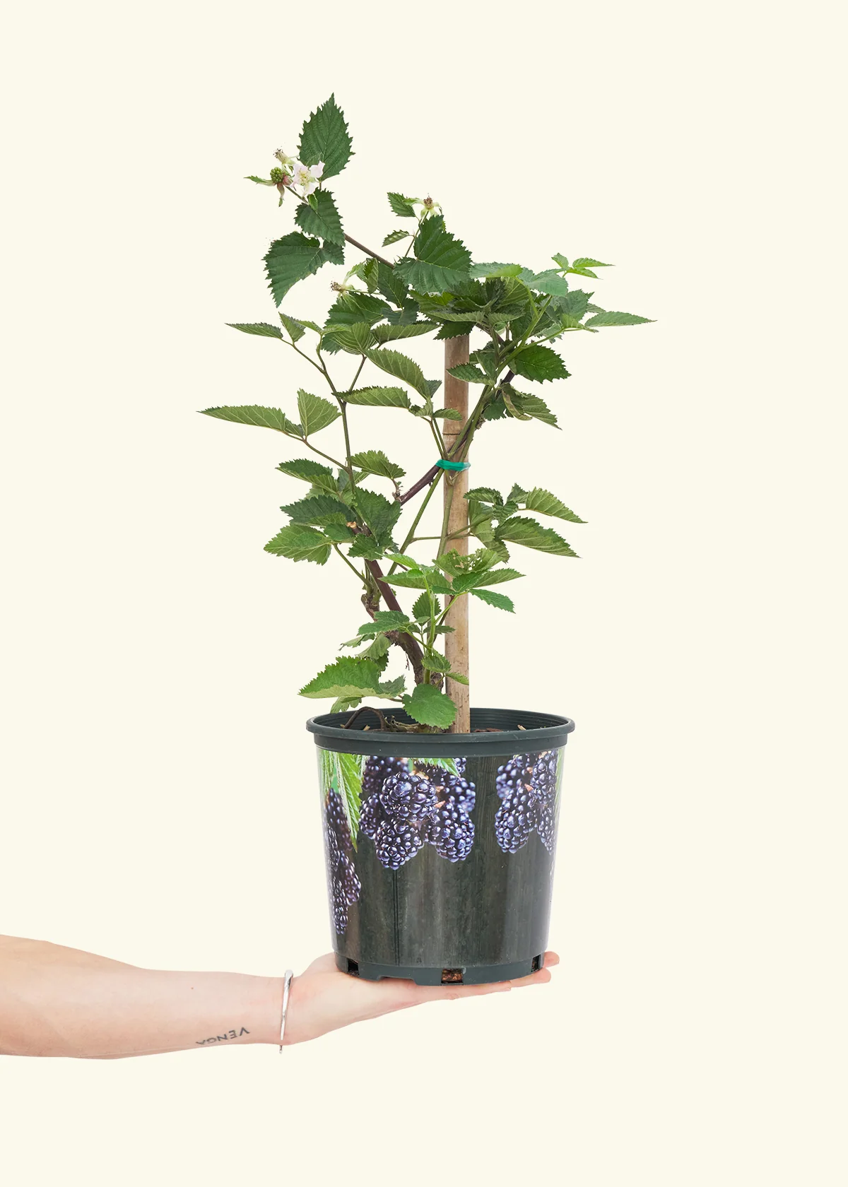 Blackberry Bush, Large - Image 2