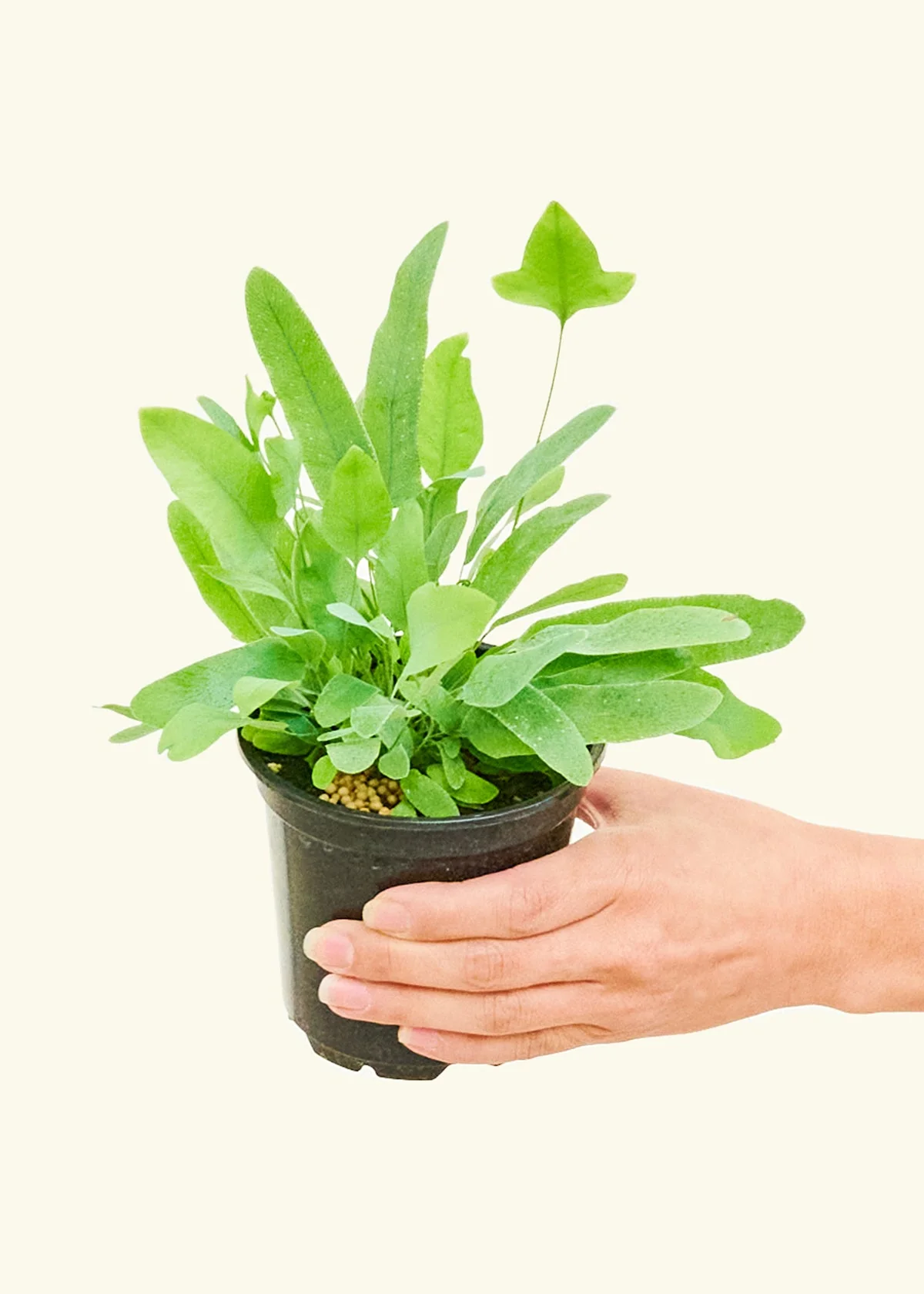 Blue Star Fern, Small - Image 3