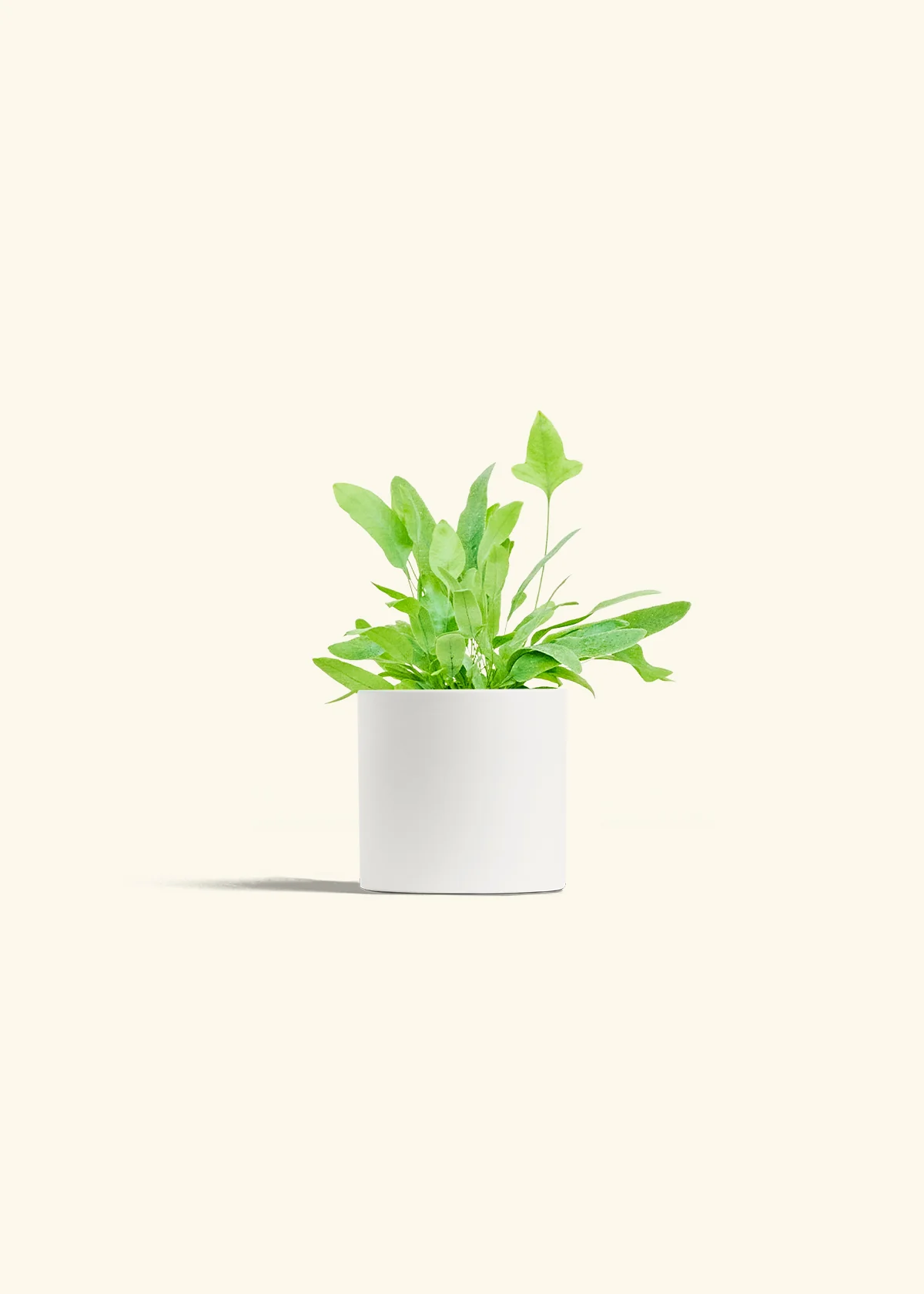Blue Star Fern, Small - Image 4